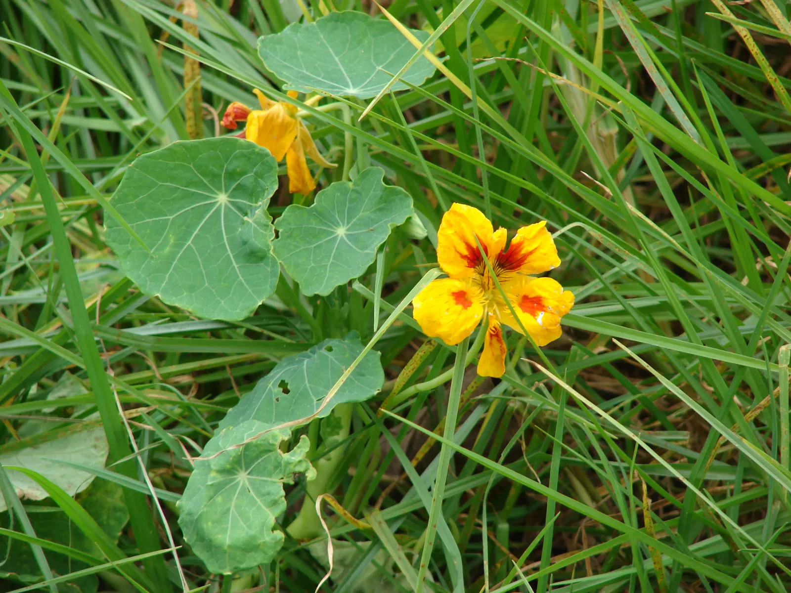 Garden Nasturtium (Tropaeolum Majus) — it is also an excellent companion plant for pest deterrence; it boasts rounded leaves and trumpet-shaped, image 61