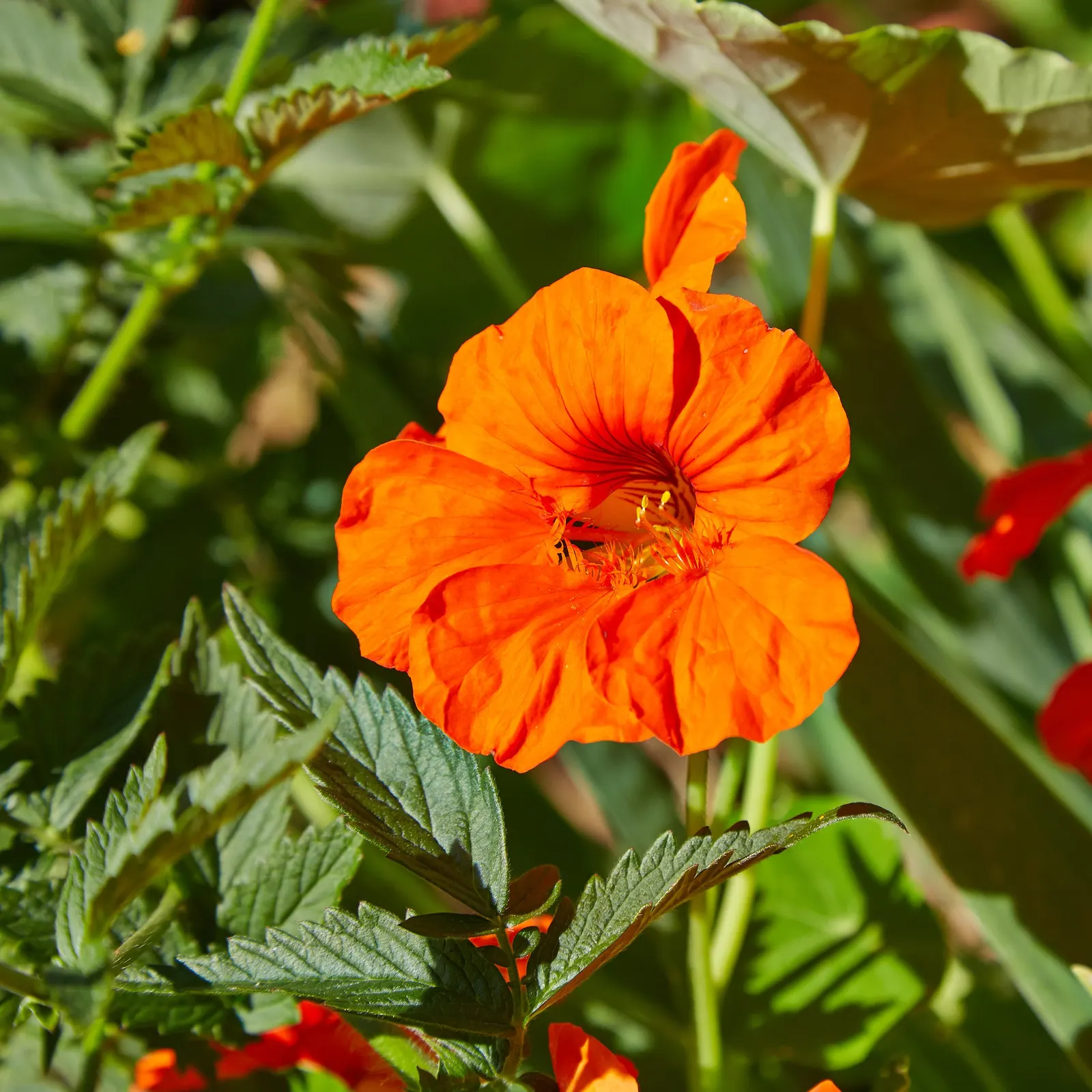 Garden Nasturtium (Tropaeolum Majus) — Boasting lush, round leaves, it reaches up to 12 inches in height and can spread 24 inches wide