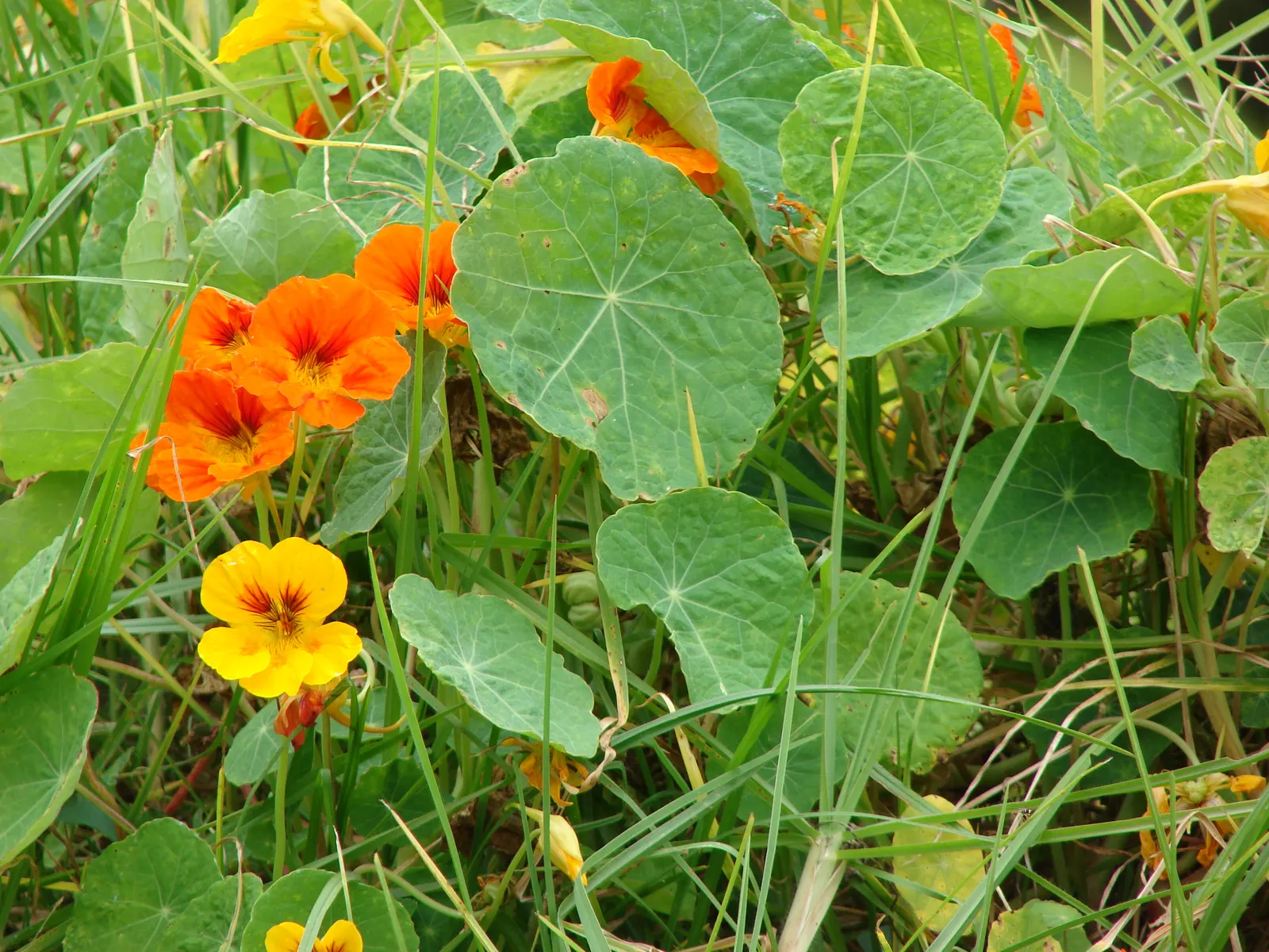 Garden Nasturtium (Tropaeolum Majus) — it is also an excellent companion plant for pest deterrence
