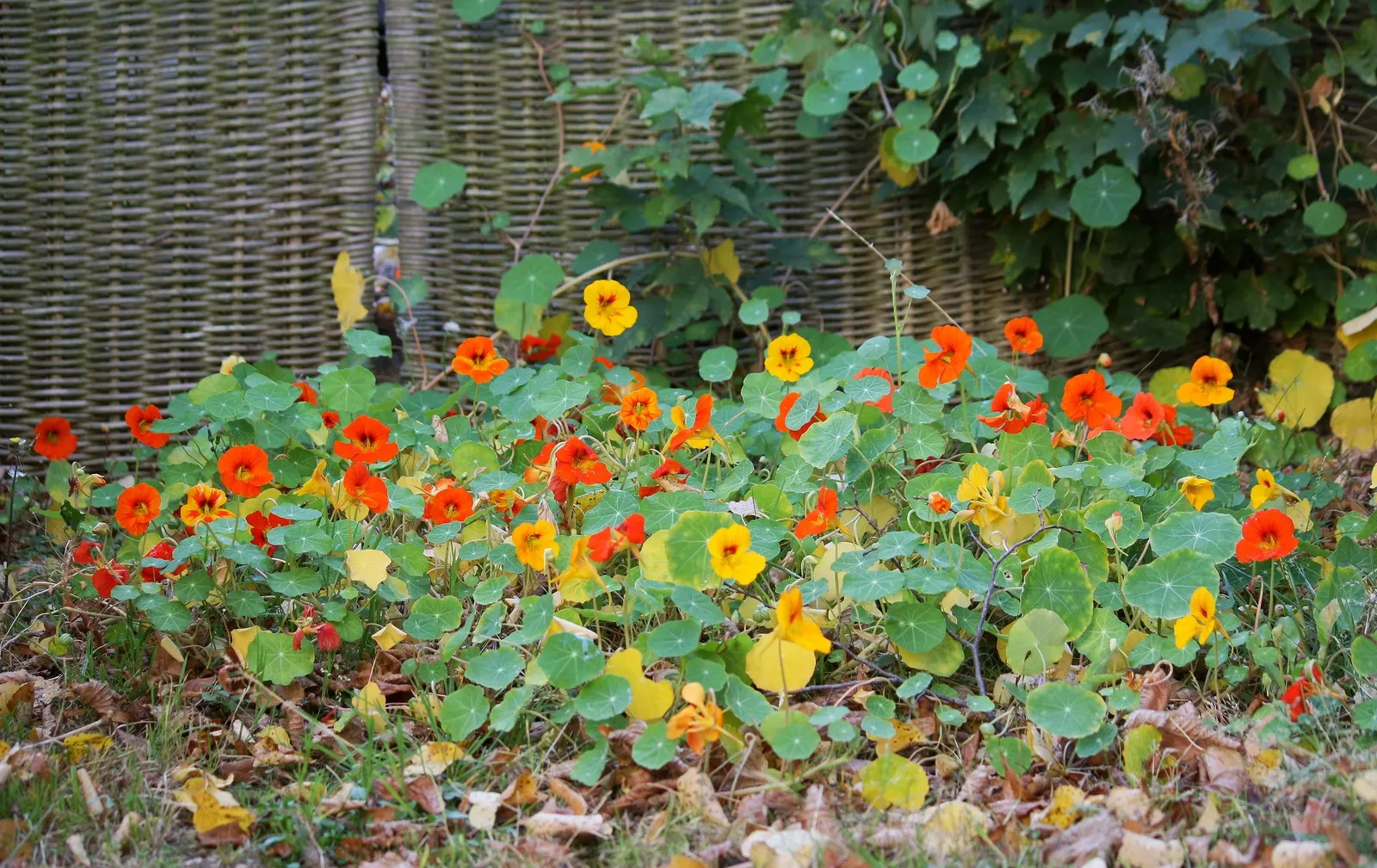 Garden Nasturtium (Tropaeolum Majus) — it boasts rounded leaves and trumpet-shaped flowers that can range from pale yellow to rich red hues, image 63
