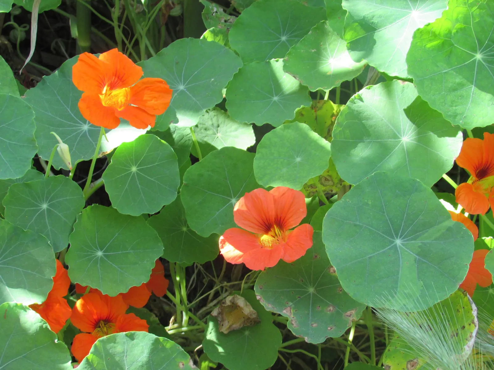 Garden Nasturtium (Tropaeolum Majus) — annual / ground cover for full or half; making them a delightful addition to salads or as garnishes, image 76