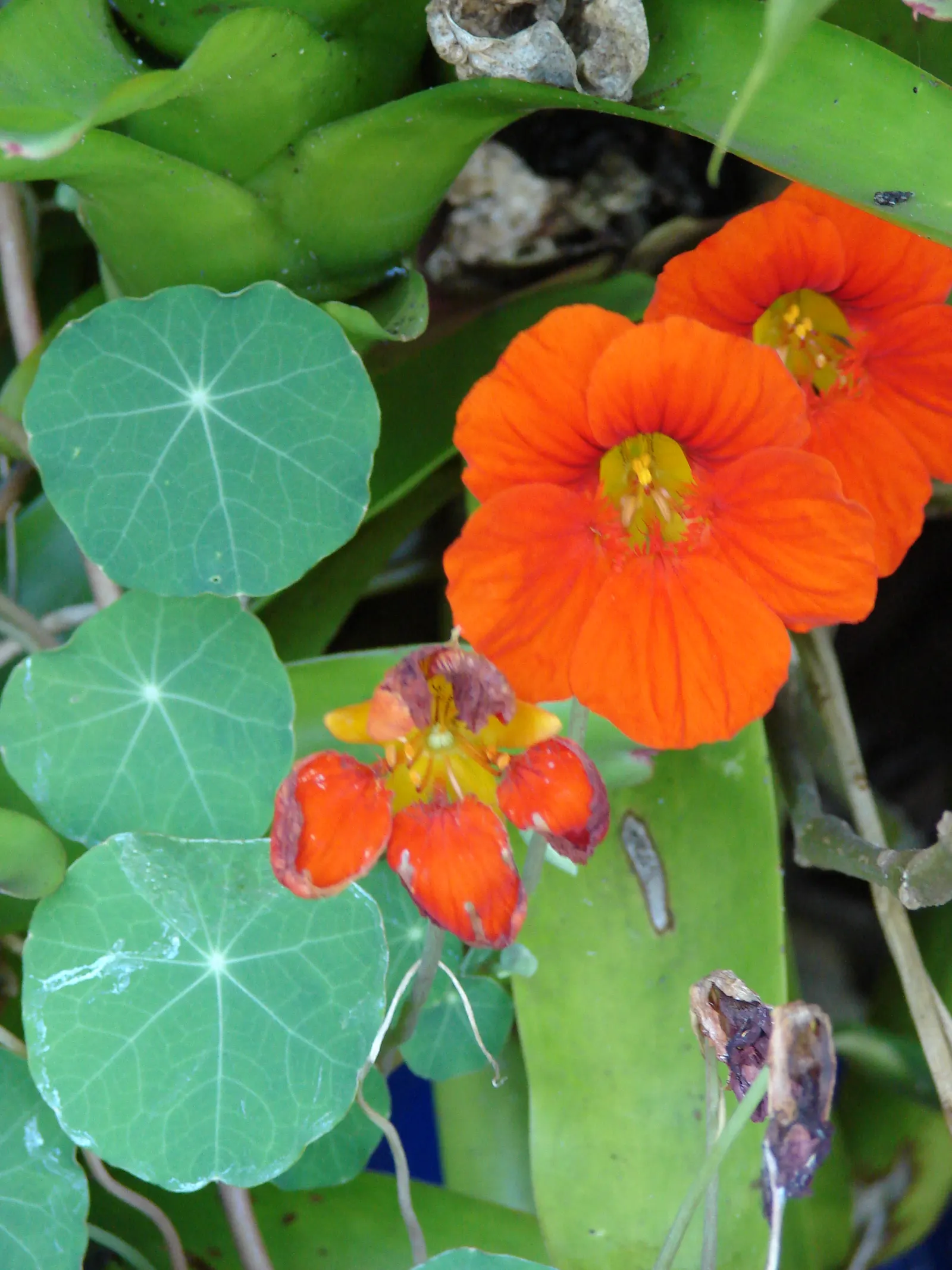 Garden Nasturtium (Tropaeolum Majus) — making it an ideal candidate for hanging baskets or as a living screen when trained to climb, image 67