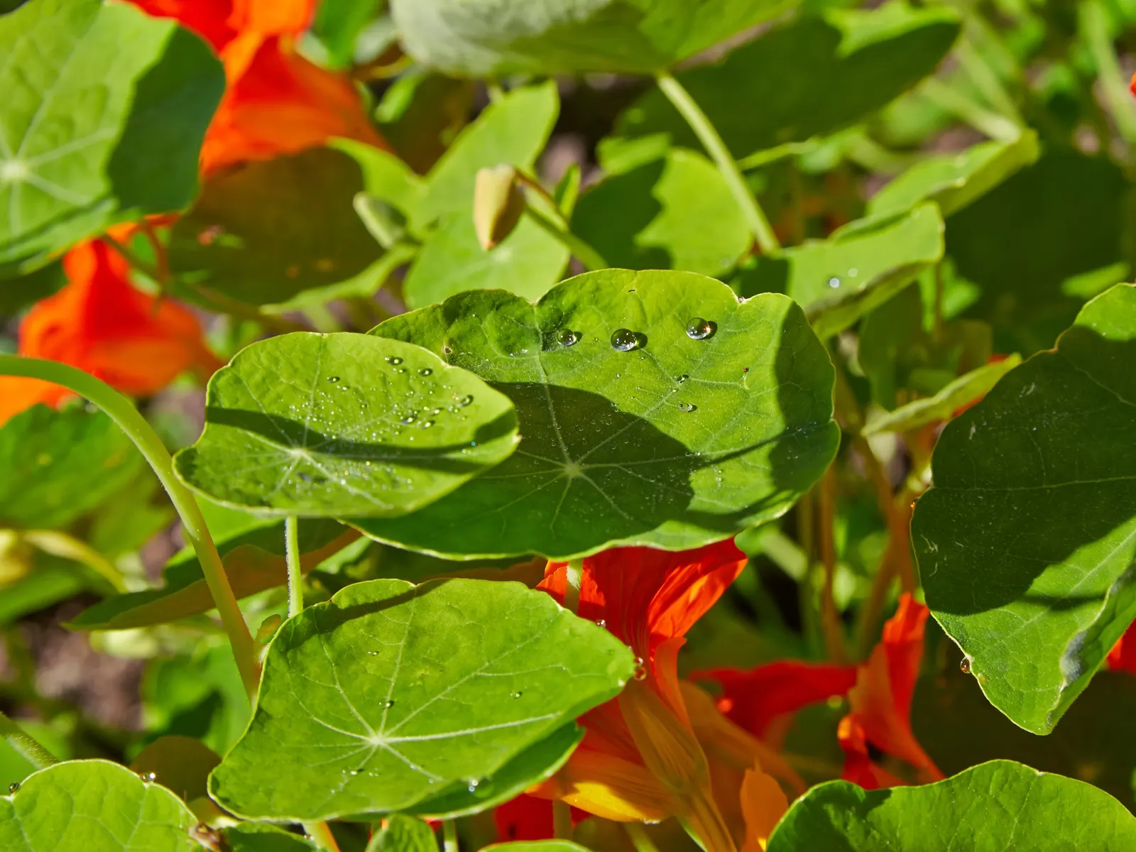 Garden Nasturtium (Tropaeolum Majus) — with the leaf stalk attached to the center of the leaf blade; annual / ground cover for full or half, image 71