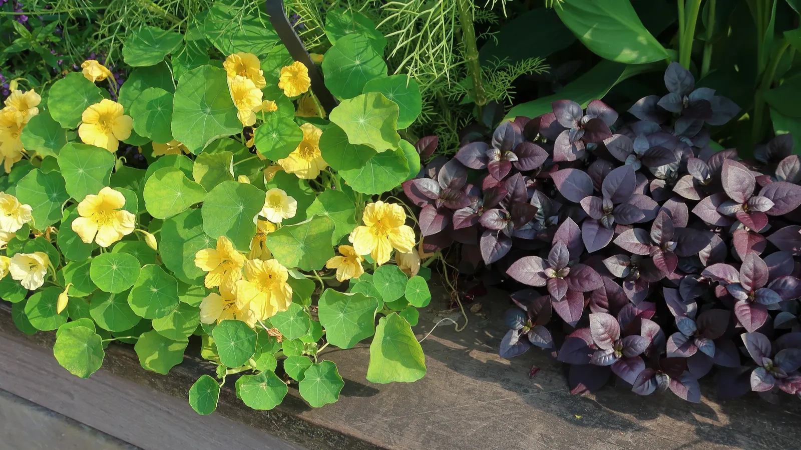 Garden Nasturtium (Tropaeolum Majus) — Its edible blooms and leaves add a peppery flavor to dishes; the leaves of the Nasturtium are nearly as, image 78