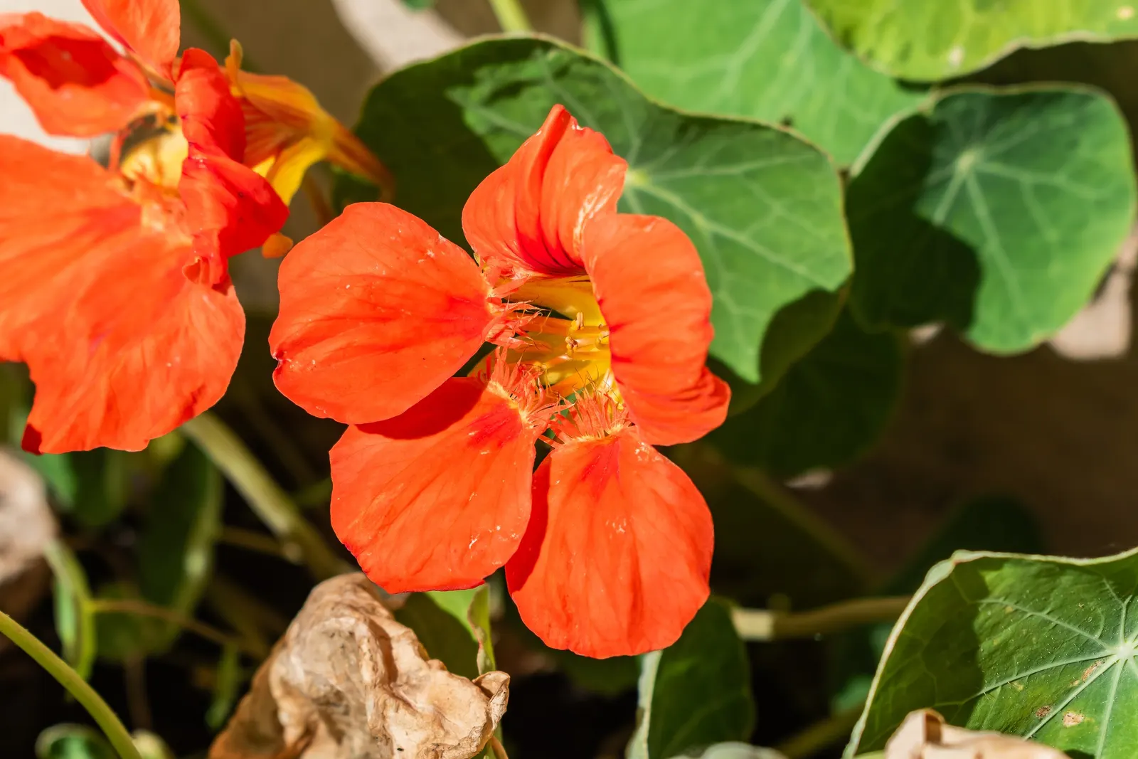 Garden Nasturtium (Tropaeolum Majus) — green umbrellas at around 2 to 5 inches in diameter; with its scientific name Tropaeolum majus