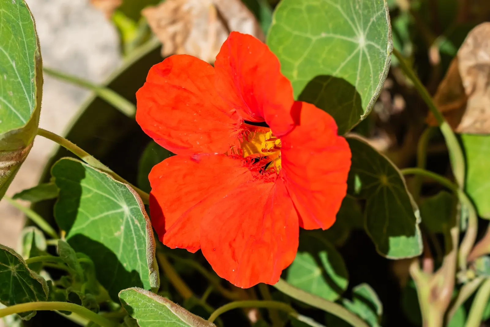 Garden Nasturtium (Tropaeolum Majus) — multi-colored and orange flowers in the garden; its edible blooms and leaves add a peppery flavor to dishes