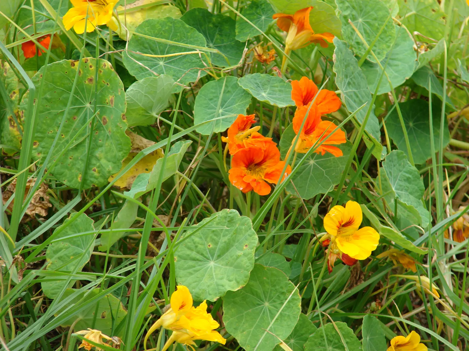 Garden Nasturtium (Tropaeolum Majus) — green umbrellas at around 2 to 5 inches in diameter