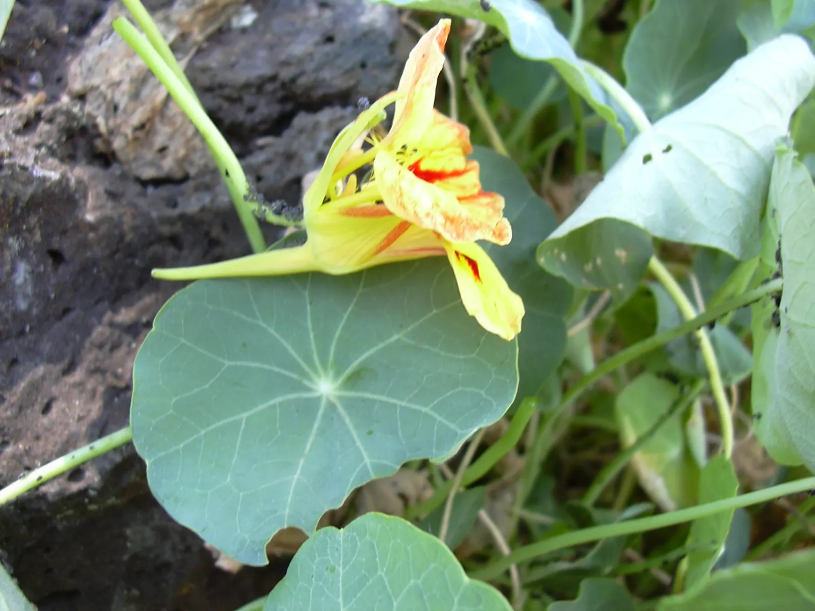 Garden Nasturtium (Tropaeolum Majus) — One notable feature is the foliage's peltate nature