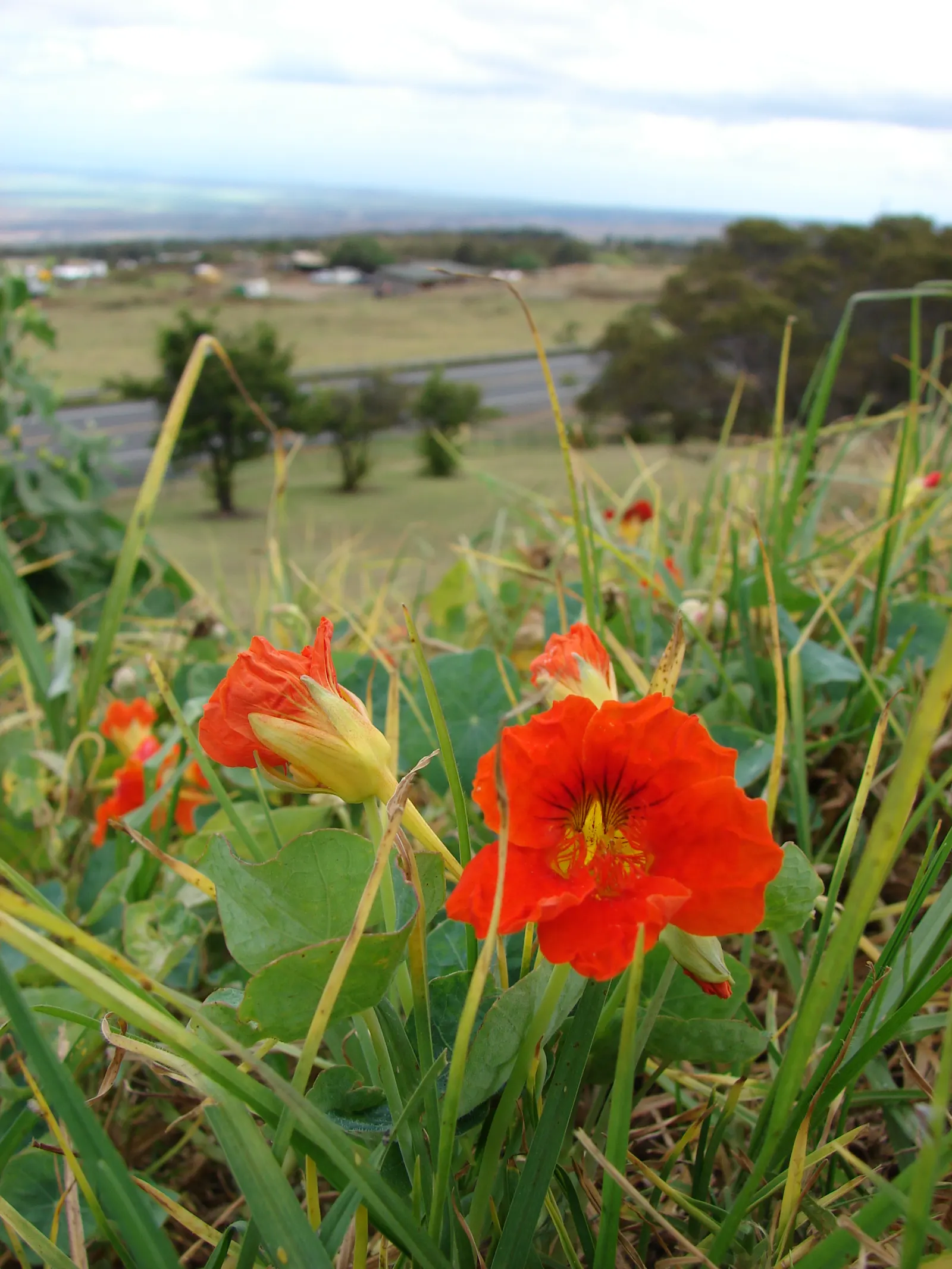 Garden Nasturtium (Tropaeolum Majus) — its trailing varieties can cascade over edges; preferring full sun to partial shade and well-draining soil