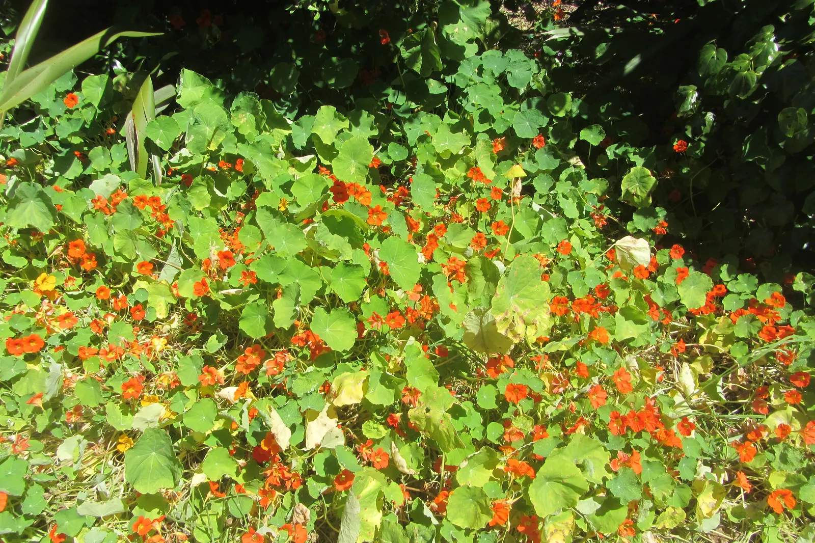 Garden Nasturtium (Tropaeolum Majus) — Preferring full sun to partial shade and well-draining soil; annual / ground cover with multi-colored and orange blooms