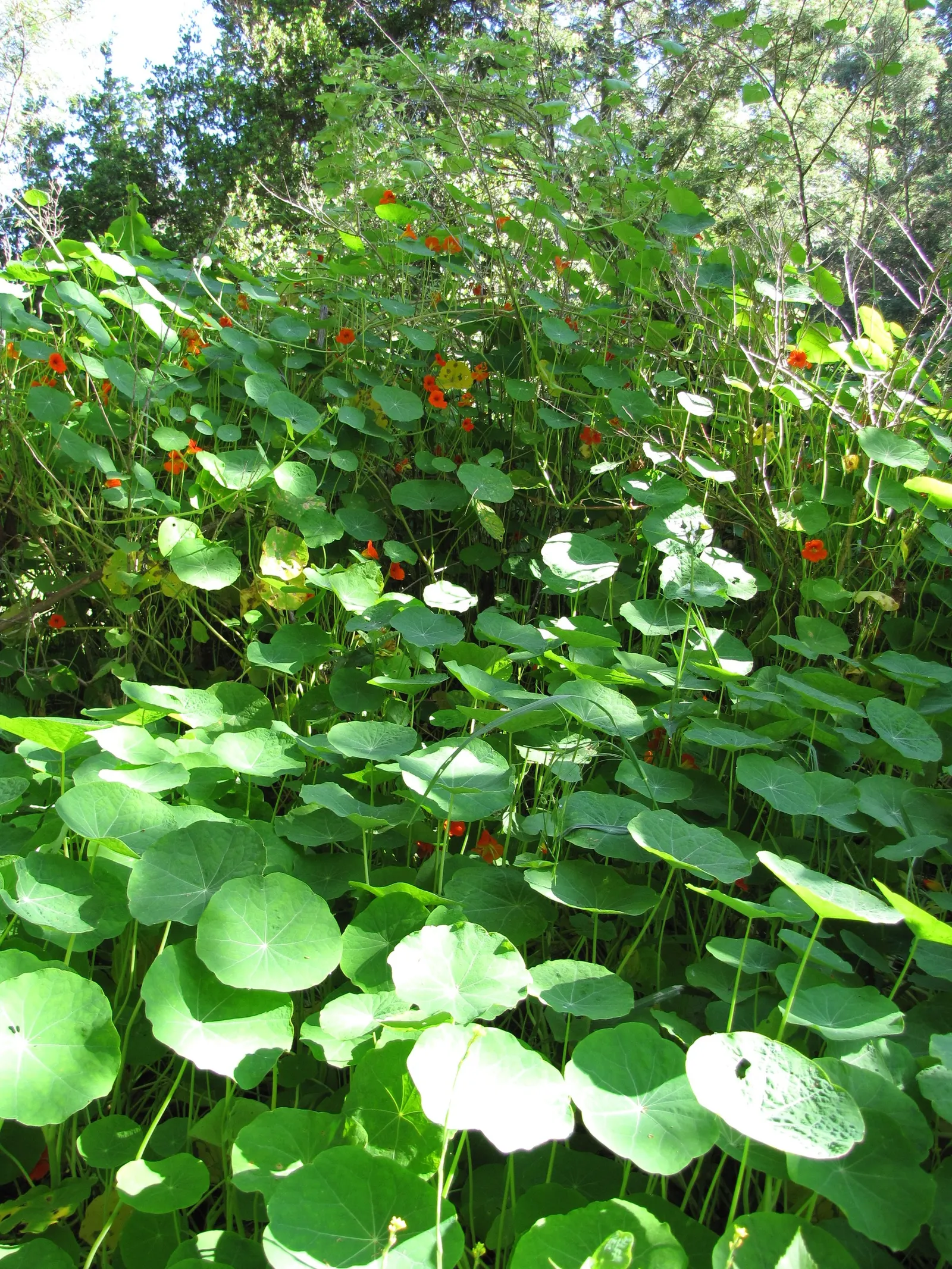 Garden Nasturtium (Tropaeolum Majus) — green umbrellas at around 2 to 5 inches in diameter; with its scientific name Tropaeolum majus, image 69
