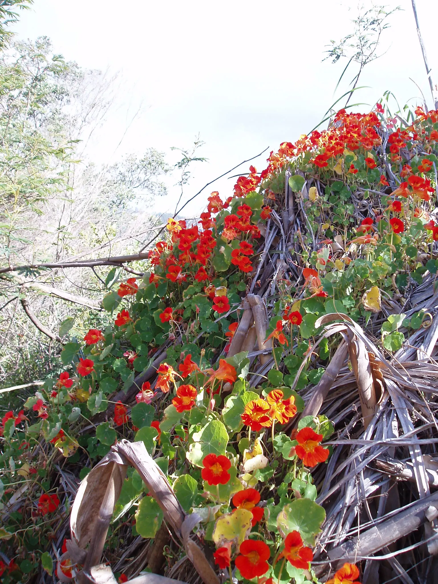 Garden Nasturtium (Tropaeolum Majus) — Preferring full sun to partial shade and well-draining soil
