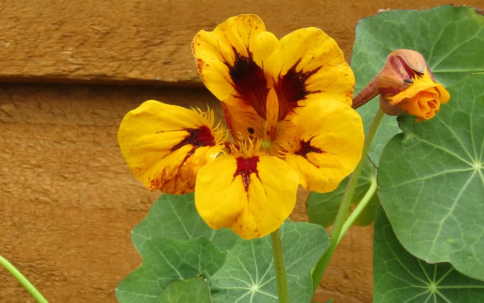 Garden Nasturtium (Tropaeolum Majus) — One notable feature is the foliage's peltate nature; green umbrellas at around 2 to 5 inches in diameter, image 89