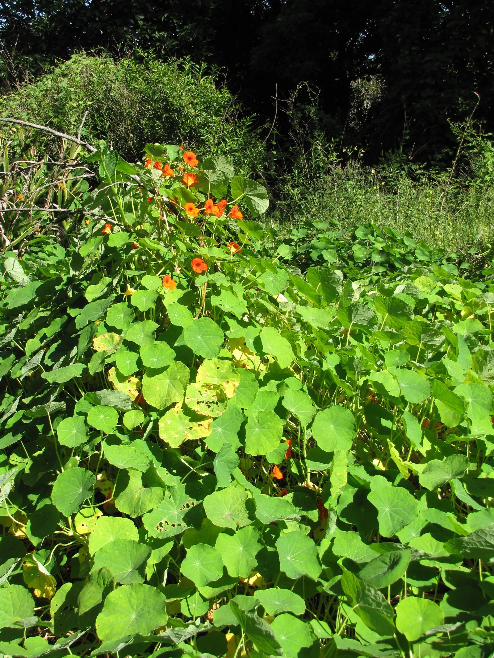 Garden Nasturtium (Tropaeolum Majus) — its trailing varieties can cascade over edges; preferring full sun to partial shade and well-draining soil, image 66