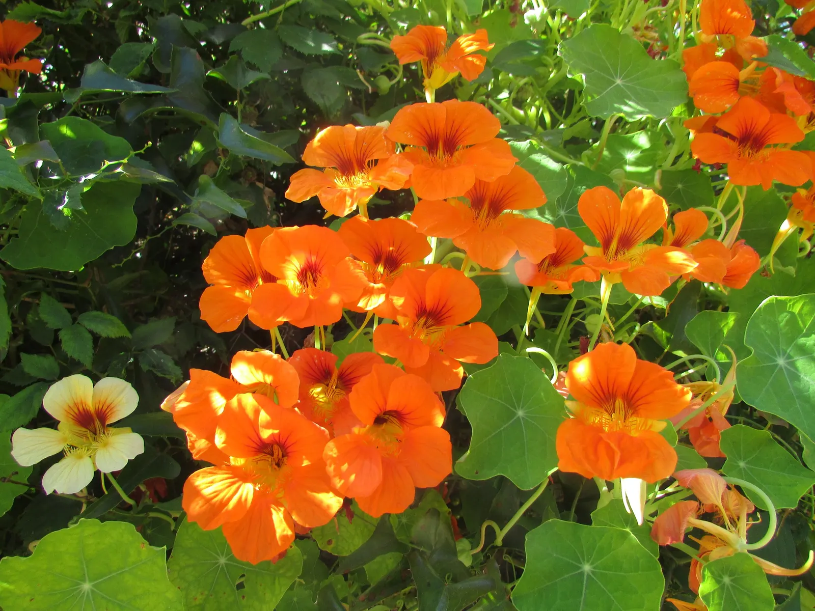 Garden Nasturtium (Tropaeolum Majus) — with its scientific name Tropaeolum majus; one notable feature is the foliage's peltate nature, image 62