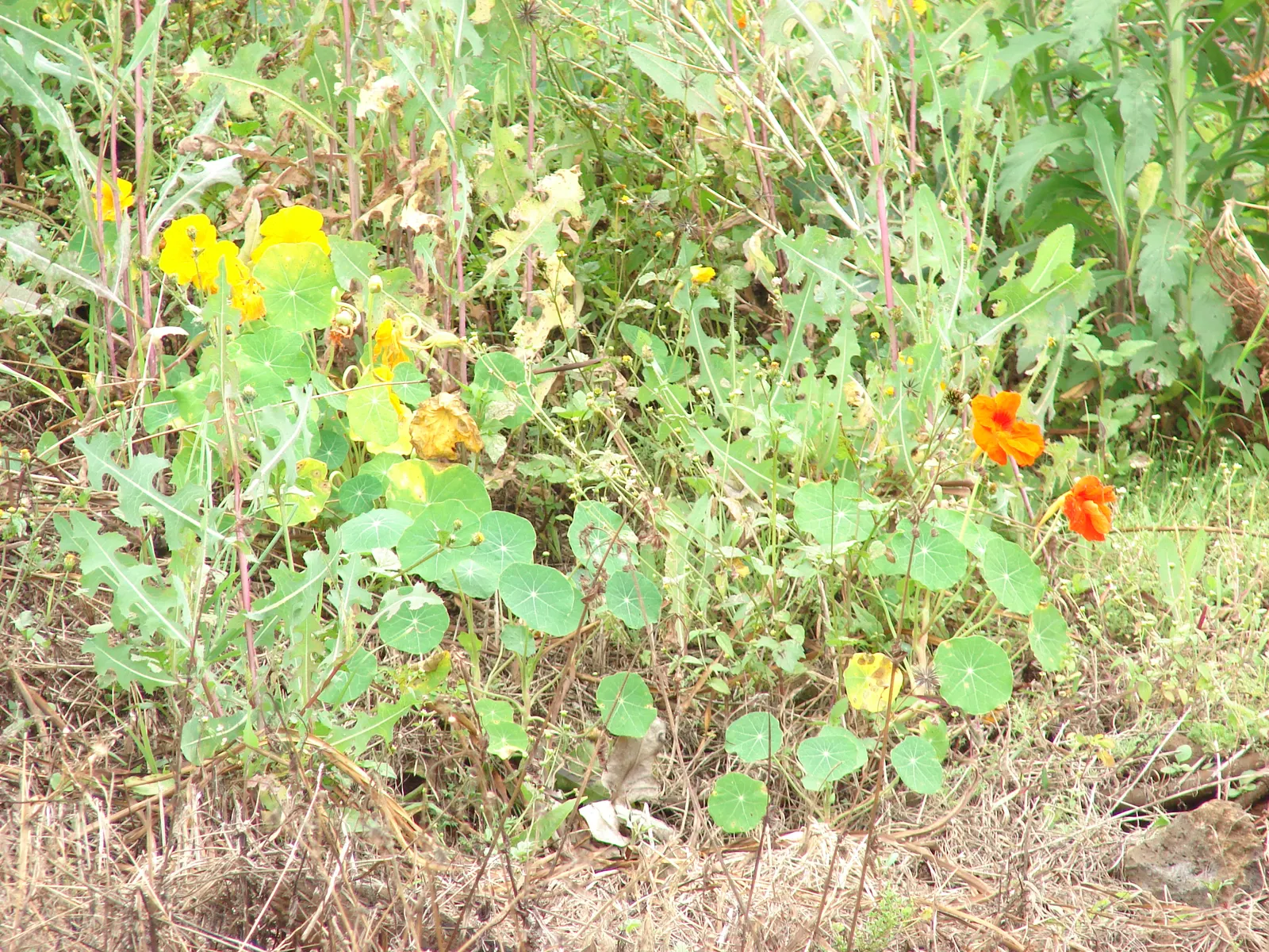 Garden Nasturtium (Tropaeolum Majus) — Boasting lush, round leaves, it reaches up to 12 inches in height and can spread 24 inches wide; it is also, image 58