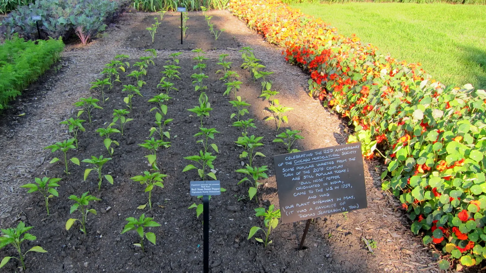 Garden Nasturtium (Tropaeolum Majus) — Preferring full sun to partial shade and well-draining soil; annual / ground cover with multi-colored and, image 79