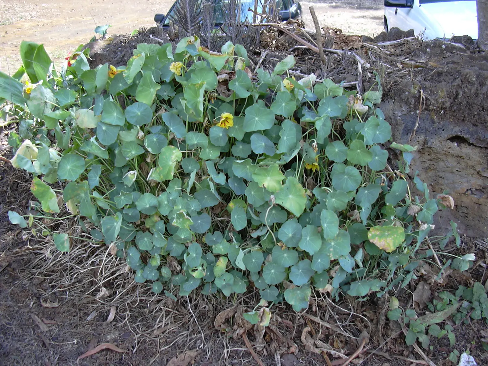 Garden Nasturtium (Tropaeolum Majus) — making them a delightful addition to salads or as garnishes; with the leaf stalk attached to the center of the leaf blade