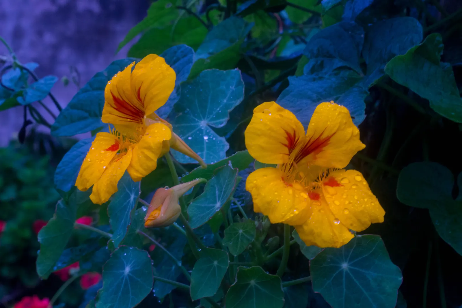 Garden Nasturtium (Tropaeolum Majus) — annual / ground cover with multi-colored and orange blooms; its trailing varieties can cascade over edges, image 56