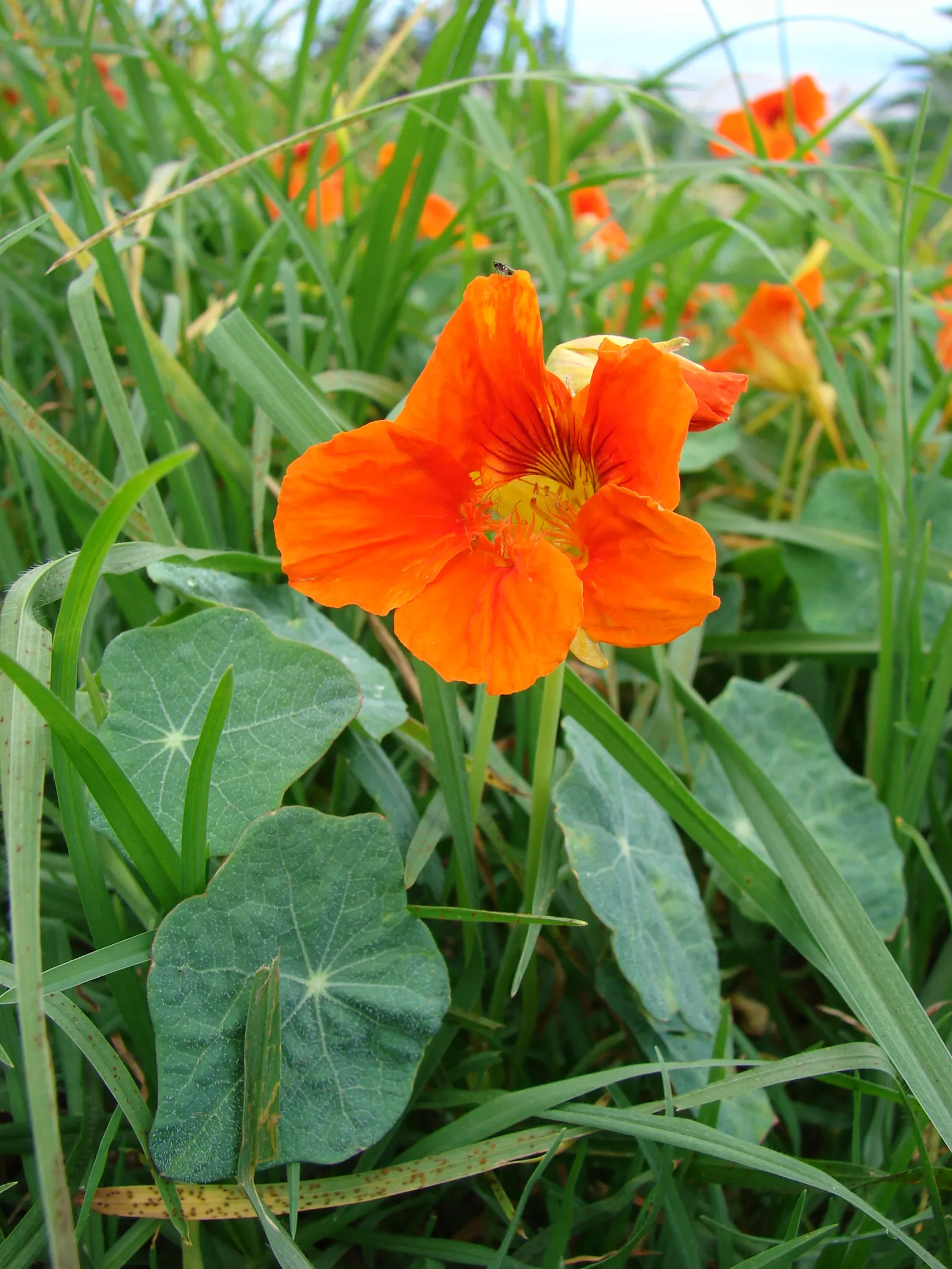 Garden Nasturtium (Tropaeolum Majus) — with the leaf stalk attached to the center of the leaf blade; annual / ground cover for full or half, image 52