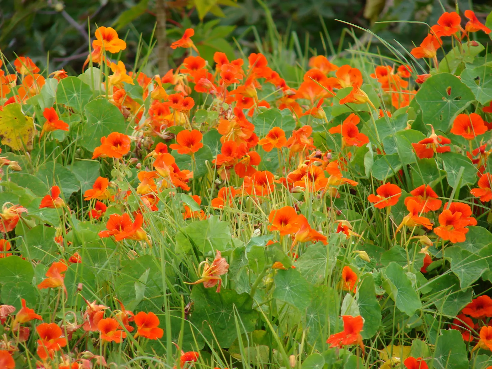 Garden Nasturtium (Tropaeolum Majus) — Boasting lush, round leaves, it reaches up to 12 inches in height and can spread 24 inches wide; it is also, image 39