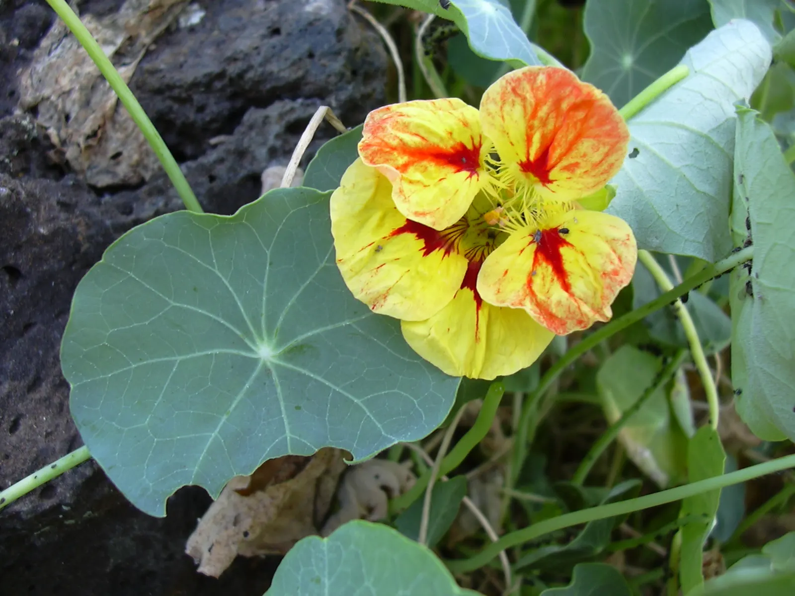 Garden Nasturtium (Tropaeolum Majus) — with its scientific name Tropaeolum majus; one notable feature is the foliage's peltate nature