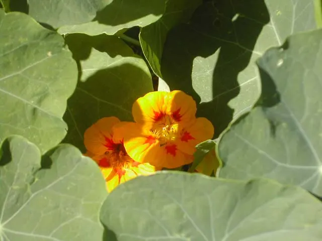 Garden Nasturtium (Tropaeolum Majus) — Its edible blooms and leaves add a peppery flavor to dishes