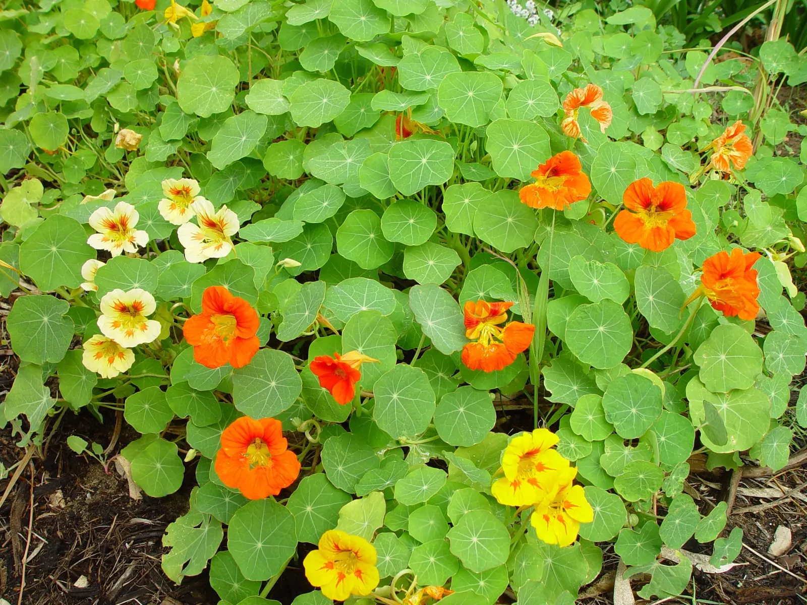 Garden Nasturtium (Tropaeolum Majus) — or even as a ground cover.<br><br>This plant can reach a height of about 12 to 24 inches with a similar spread