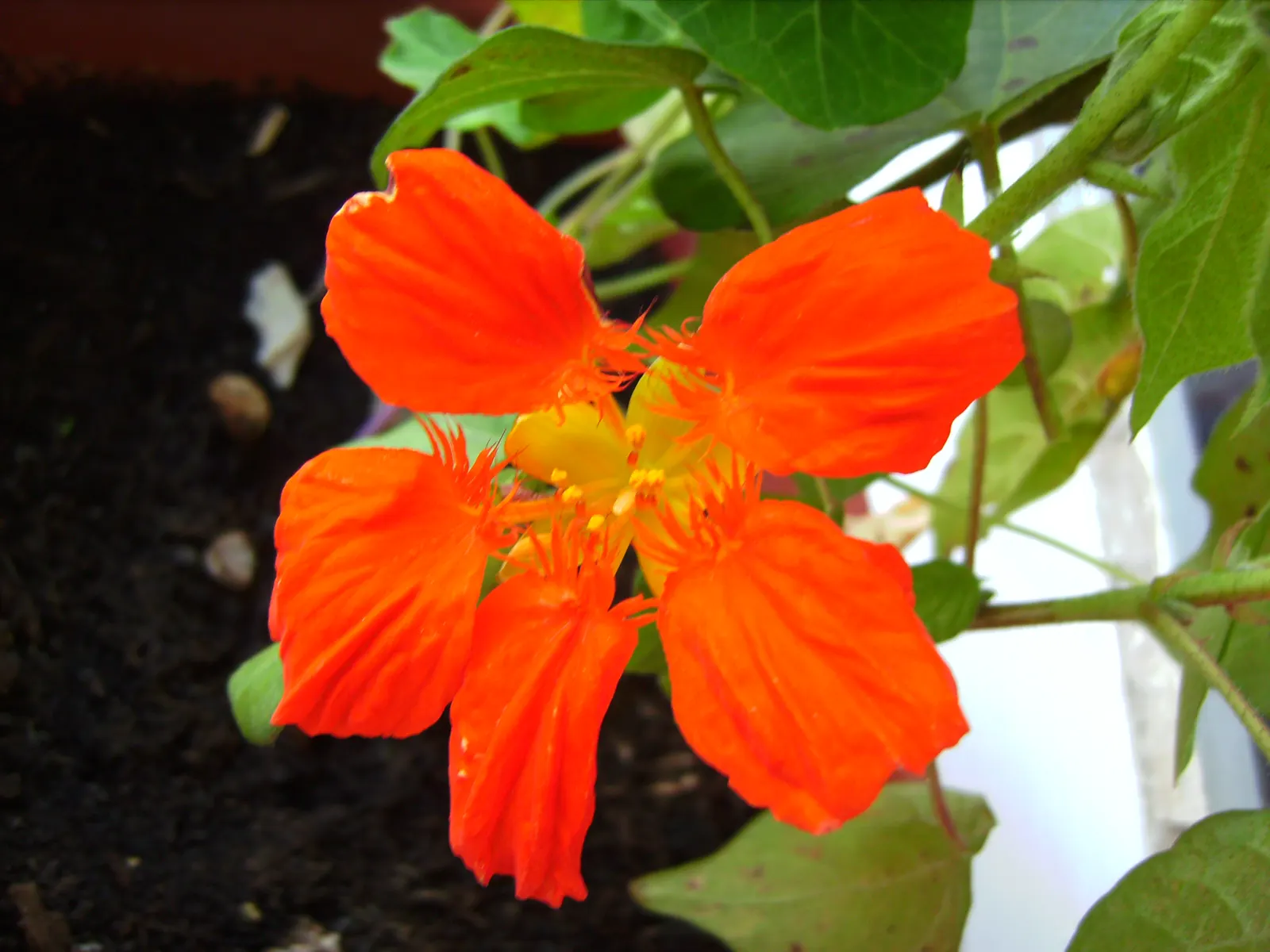 Garden Nasturtium (Tropaeolum Majus) — or even as a ground cover.<br><br>This plant can reach a height of about 12 to 24 inches with a similar spread; it is