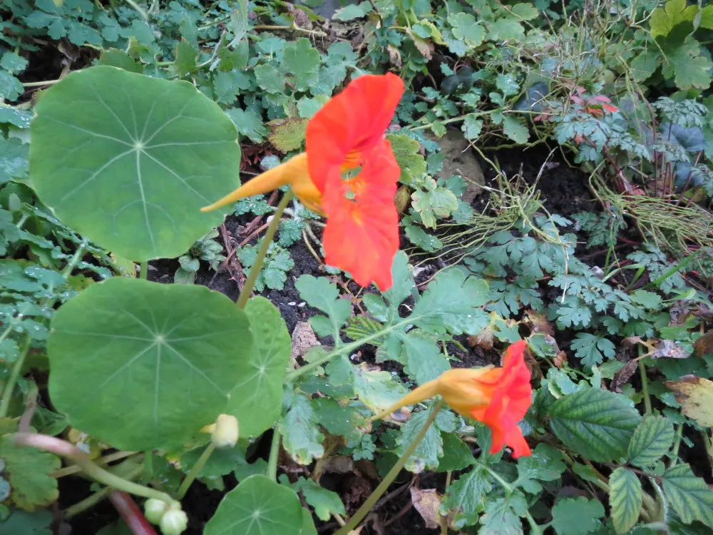 Garden Nasturtium (Tropaeolum Majus) — or even as a ground cover.<br><br>This plant can reach a height of about 12 to 24 inches with a similar, image 46