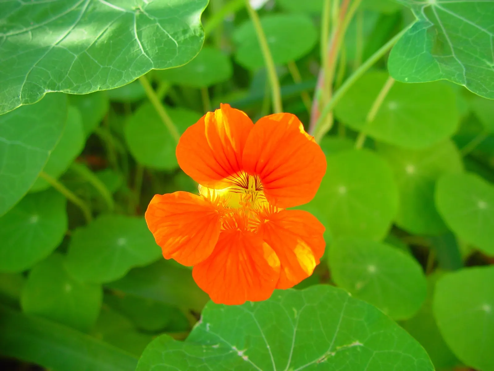 Garden Nasturtium (Tropaeolum Majus) — with the leaf stalk attached to the center of the leaf blade