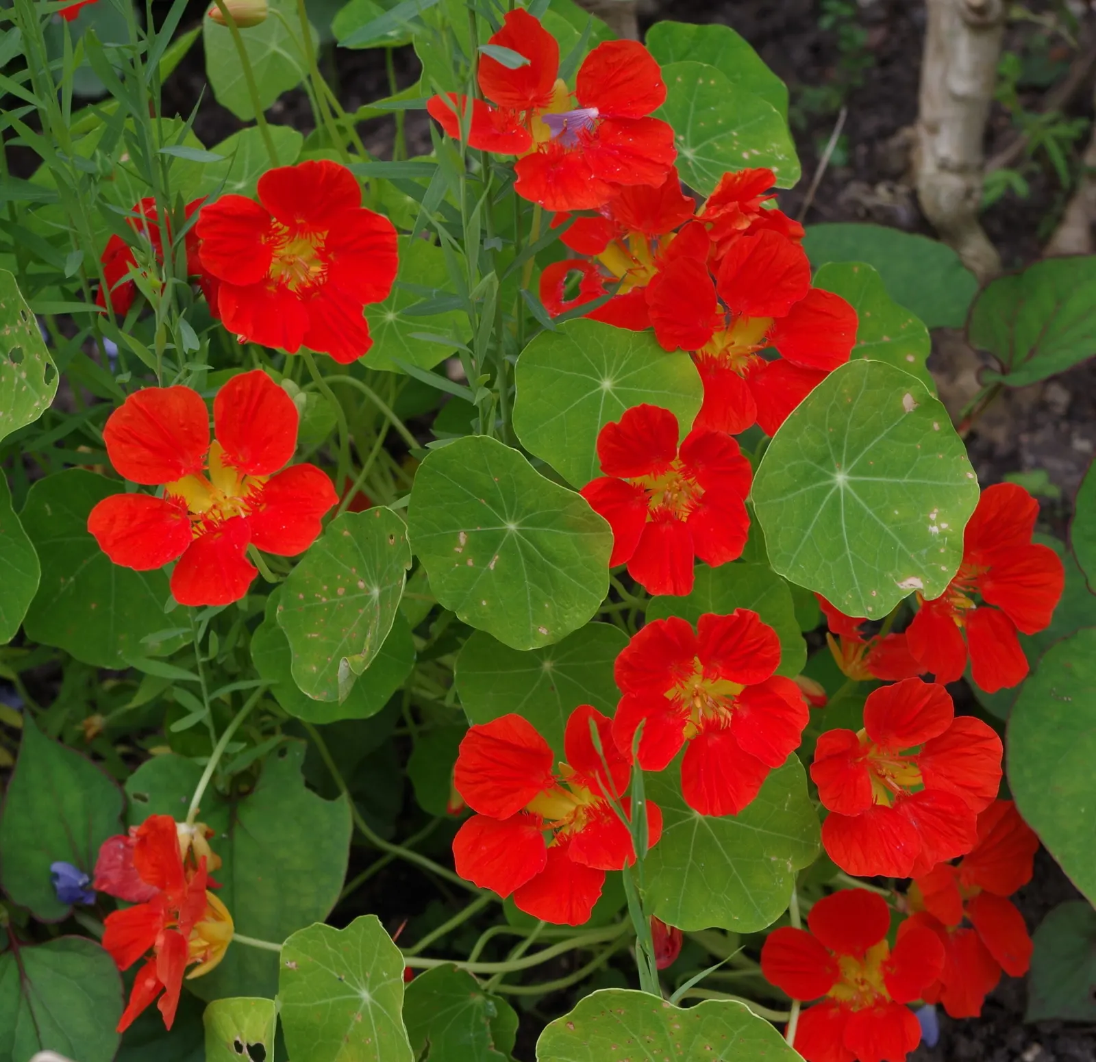 Garden Nasturtium (Tropaeolum Majus) — annual / ground cover with multi-colored and orange blooms; its trailing varieties can cascade over edges, image 75