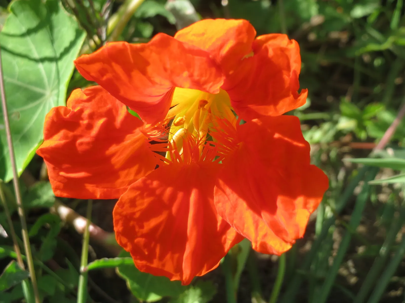 Garden Nasturtium (Tropaeolum Majus) — creating striking visual interest in garden beds; or even as a ground cover.<br><br>This plant can reach a, image 45