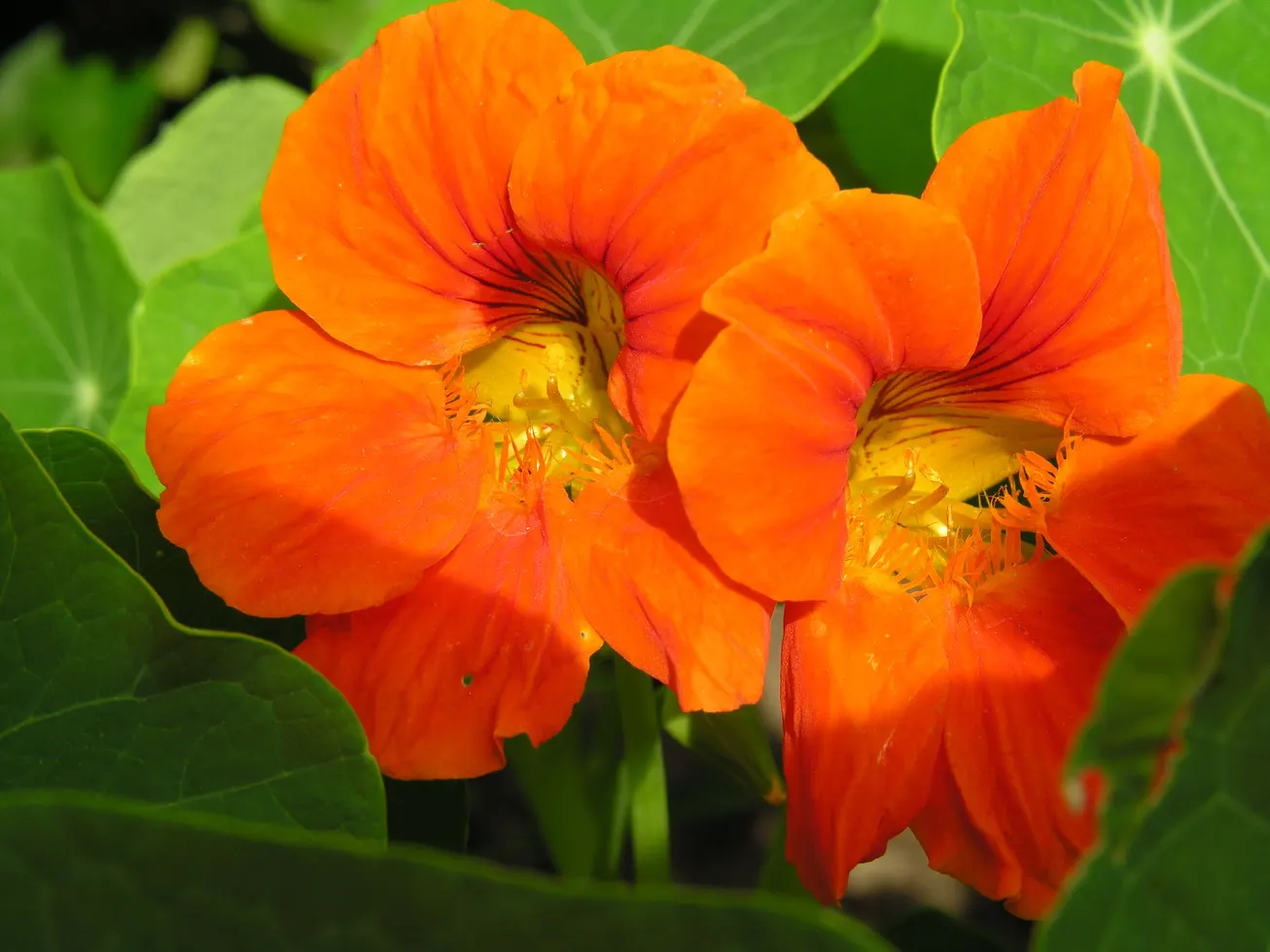 Garden Nasturtium (Tropaeolum Majus) — or even as a ground cover.<br><br>This plant can reach a height of about 12 to 24 inches with a similar, image 84