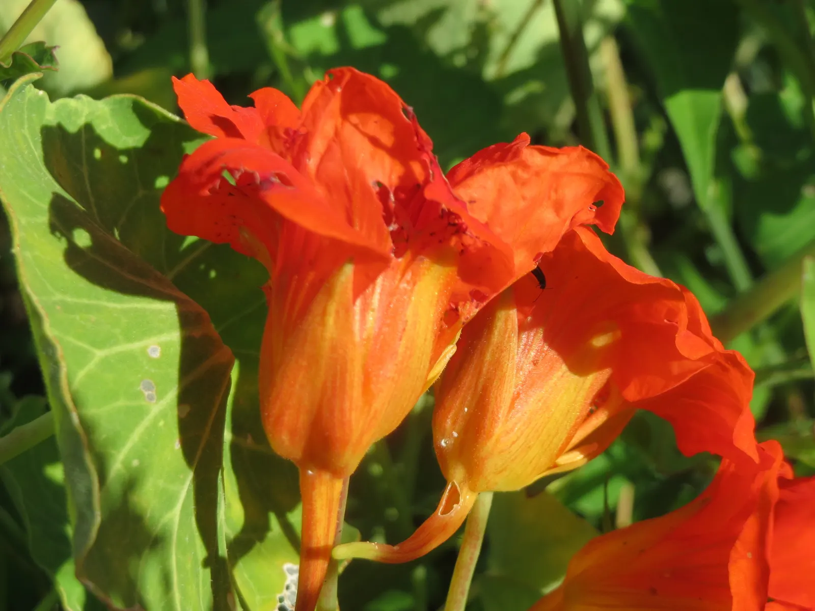 Garden Nasturtium (Tropaeolum Majus) — Preferring full sun to partial shade and well-draining soil; annual / ground cover with multi-colored and, image 41