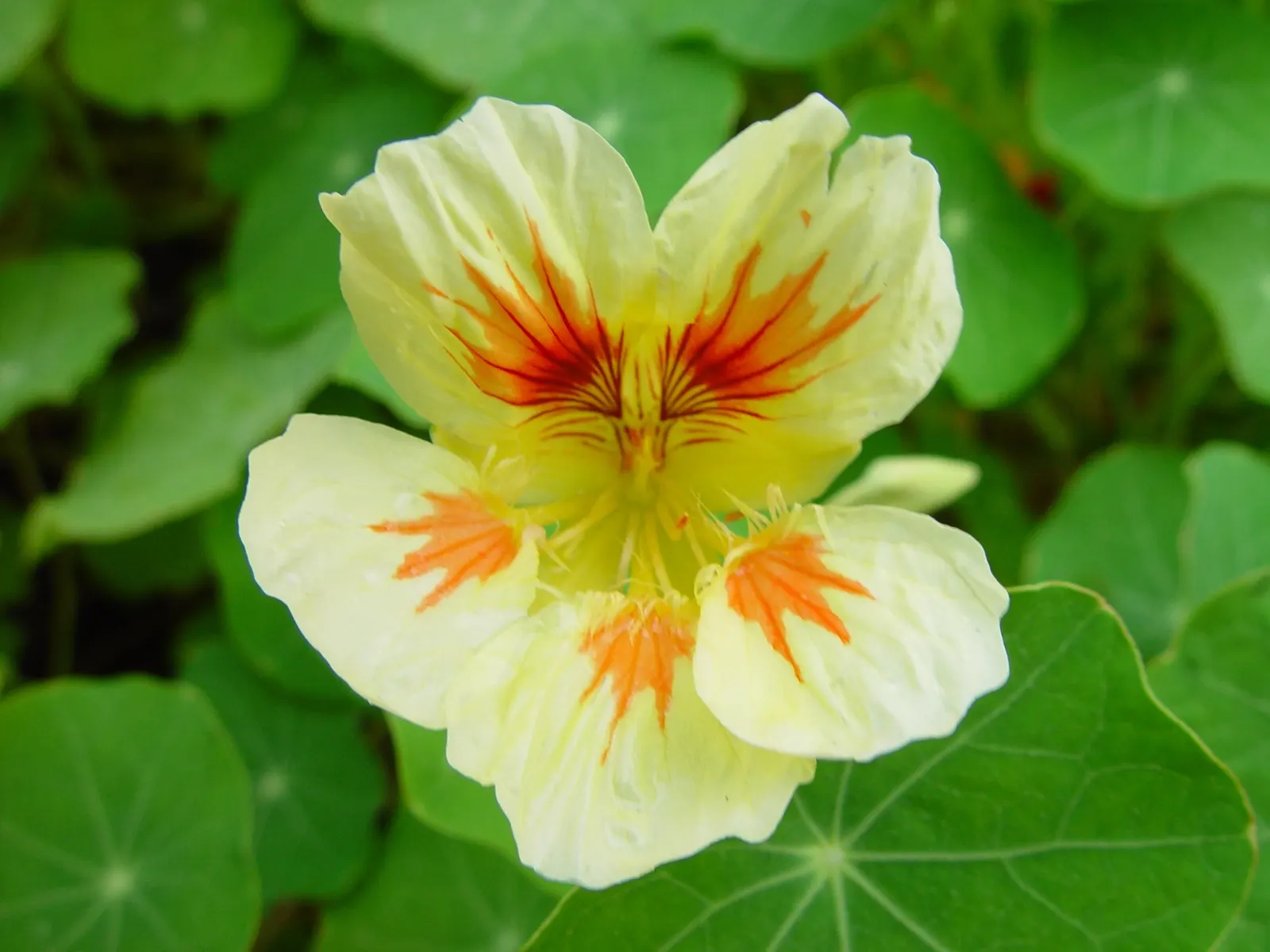 Garden Nasturtium (Tropaeolum Majus) — multi-colored and orange flowers in the garden