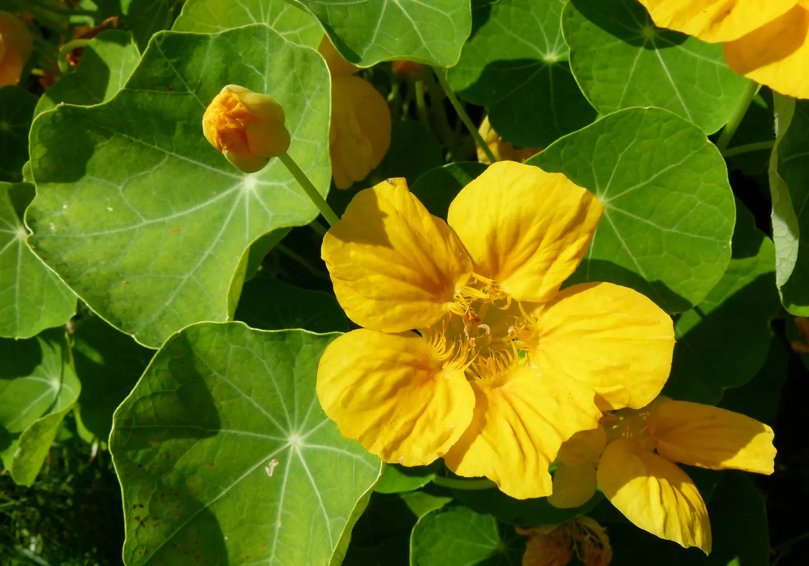 Garden Nasturtium (Tropaeolum Majus) — green umbrellas at around 2 to 5 inches in diameter; with its scientific name Tropaeolum majus, image 88