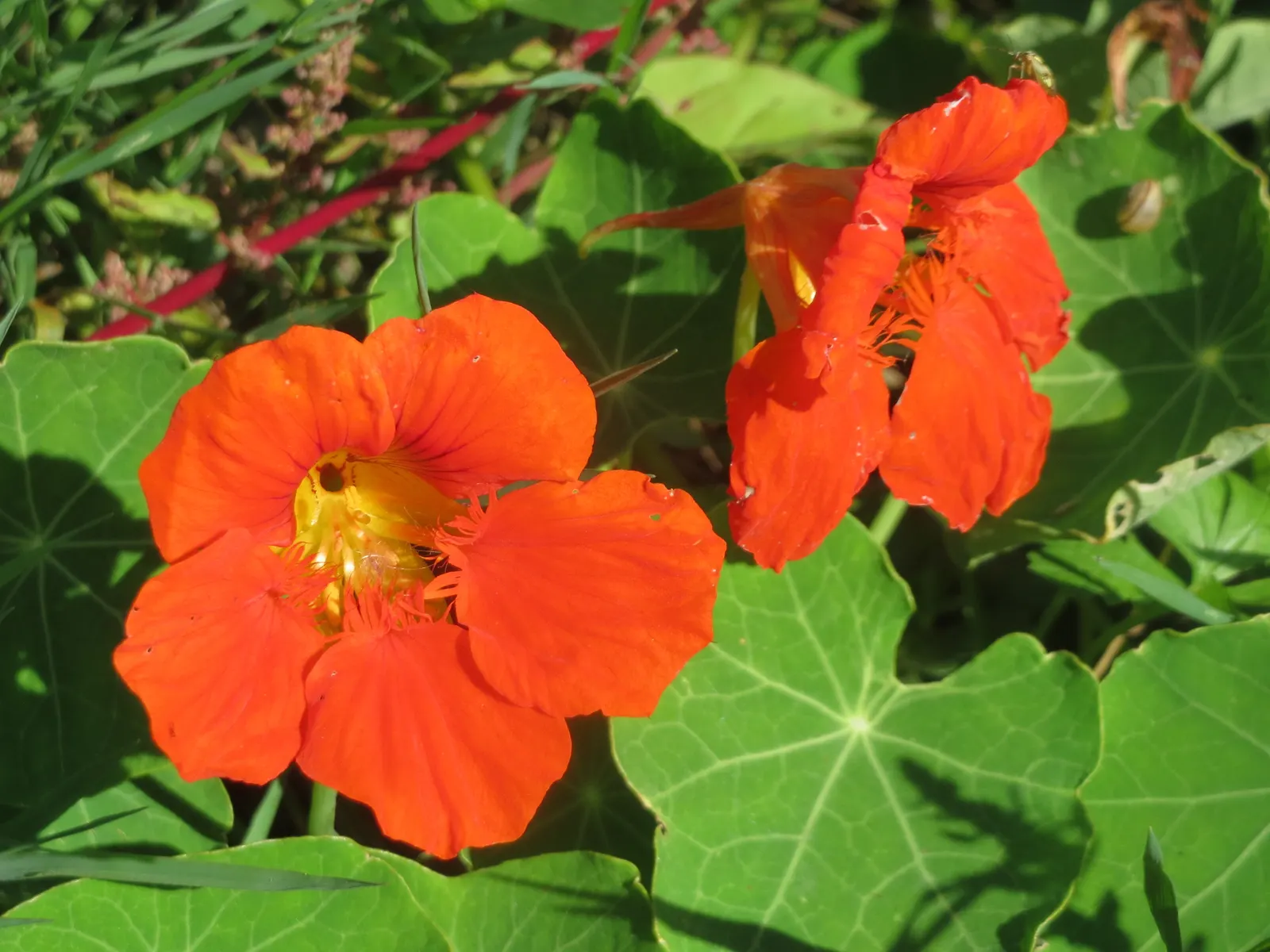 Garden Nasturtium (Tropaeolum Majus) — annual / ground cover for full or half; making them a delightful addition to salads or as garnishes, image 57