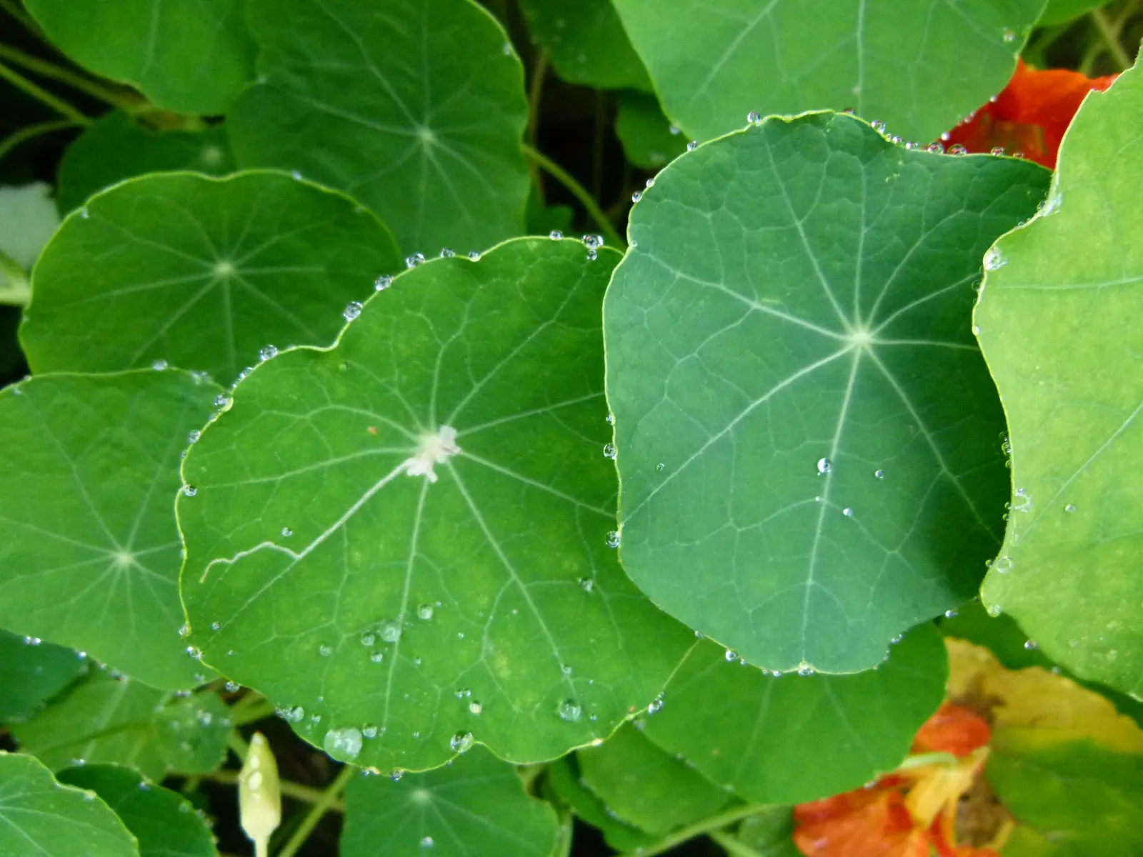 Garden Nasturtium (Tropaeolum Majus) — making it an ideal candidate for hanging baskets or as a living screen when trained to climb