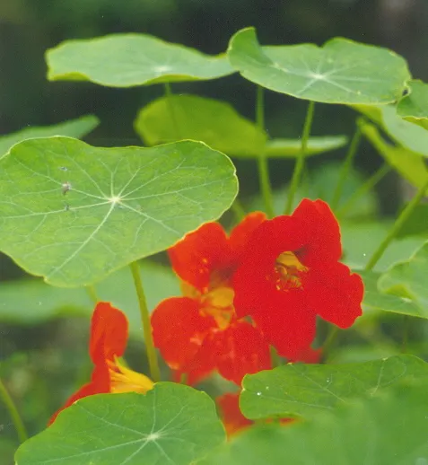 Garden Nasturtium (Tropaeolum Majus) — making it an ideal candidate for hanging baskets or as a living screen when trained to climb, image 86