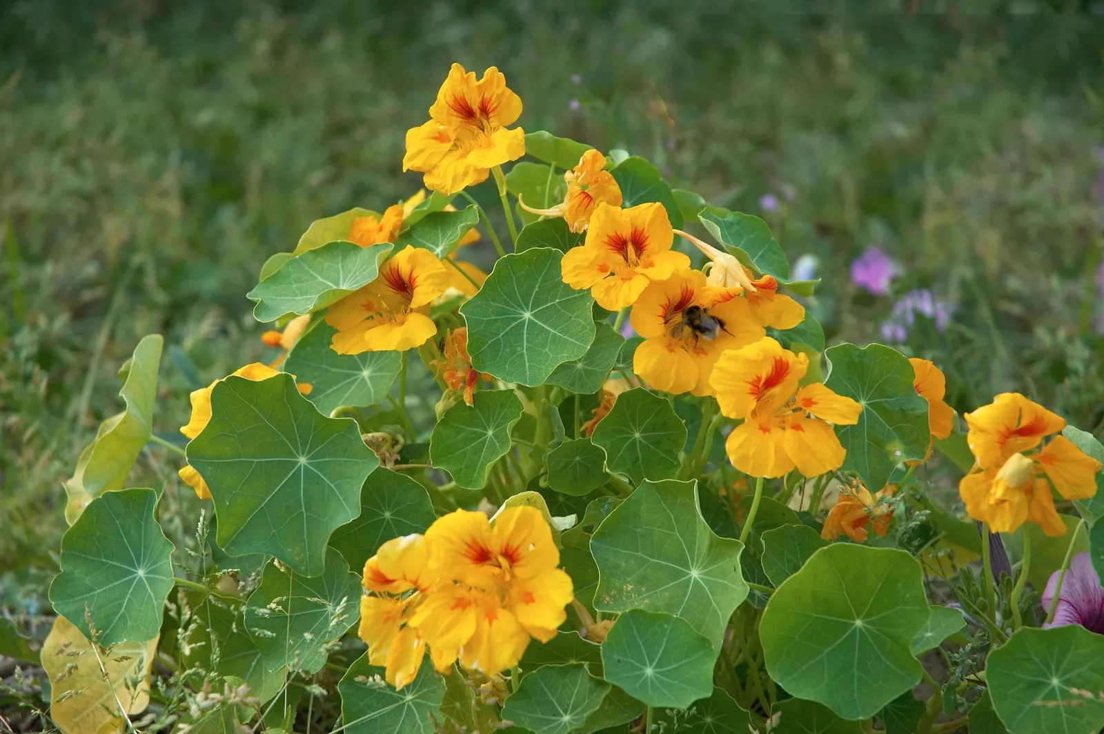 Garden Nasturtium (Tropaeolum Majus) — with its scientific name Tropaeolum majus; one notable feature is the foliage's peltate nature, image 81