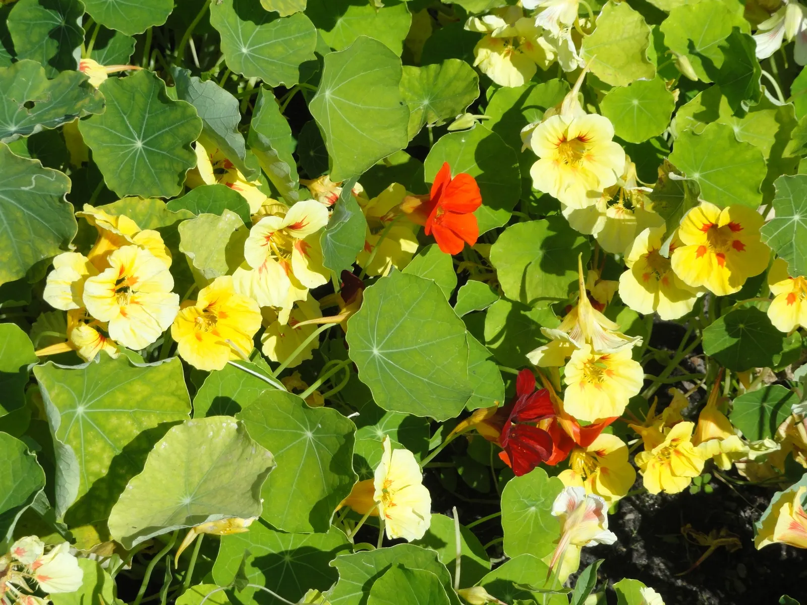Garden Nasturtium (Tropaeolum Majus) — creating striking visual interest in garden beds; or even as a ground cover.<br><br>This plant can reach a, image 83