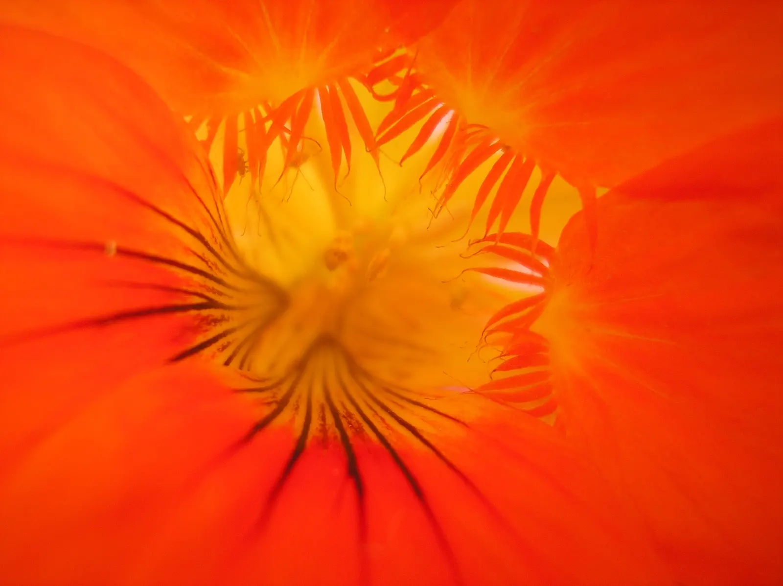 Garden Nasturtium (Tropaeolum Majus) — green umbrellas at around 2 to 5 inches in diameter; with its scientific name Tropaeolum majus, image 50