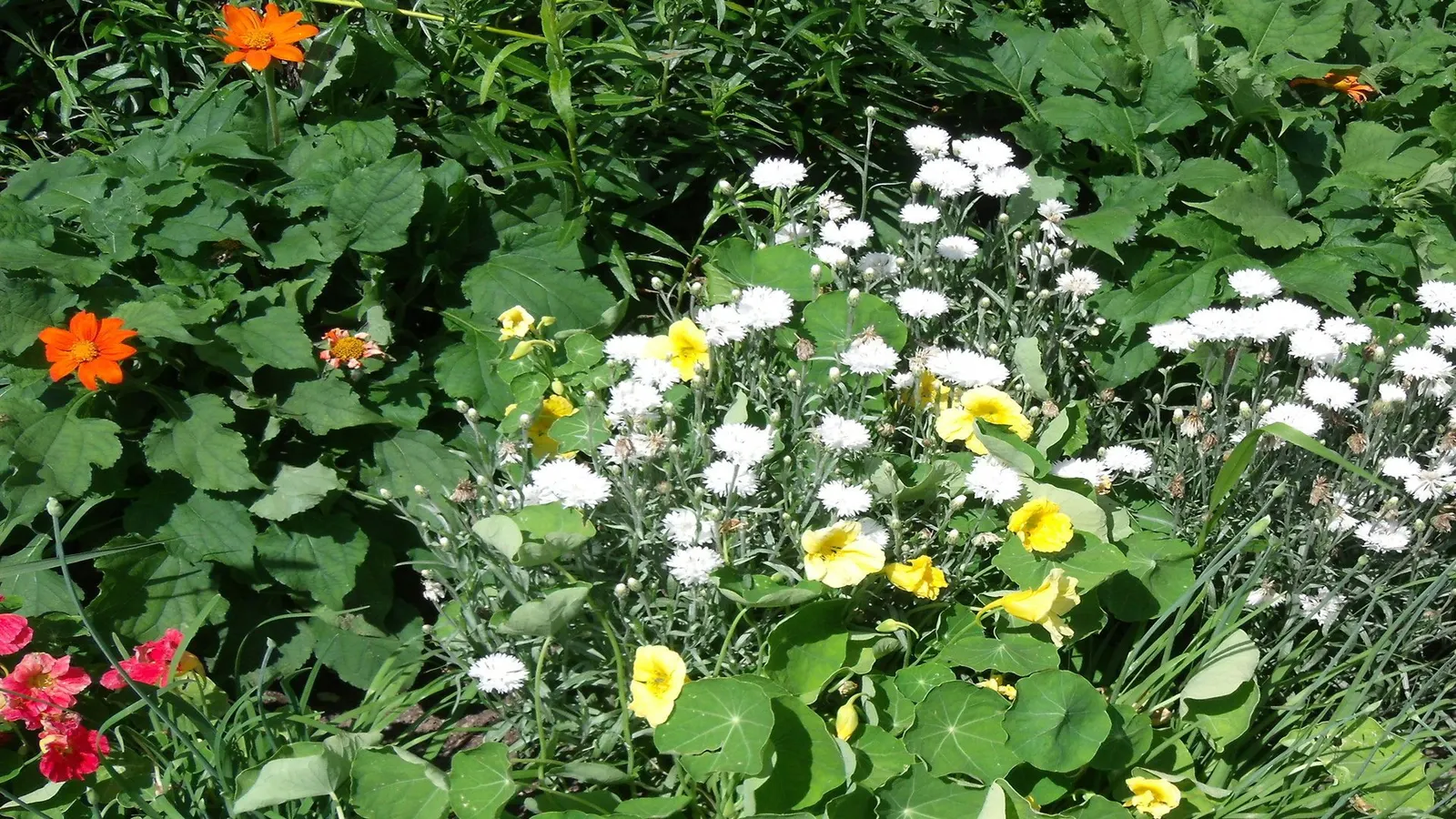 Garden Nasturtium (Tropaeolum Majus) — it boasts rounded leaves and trumpet-shaped flowers that can range from pale yellow to rich red hues; boasting lush