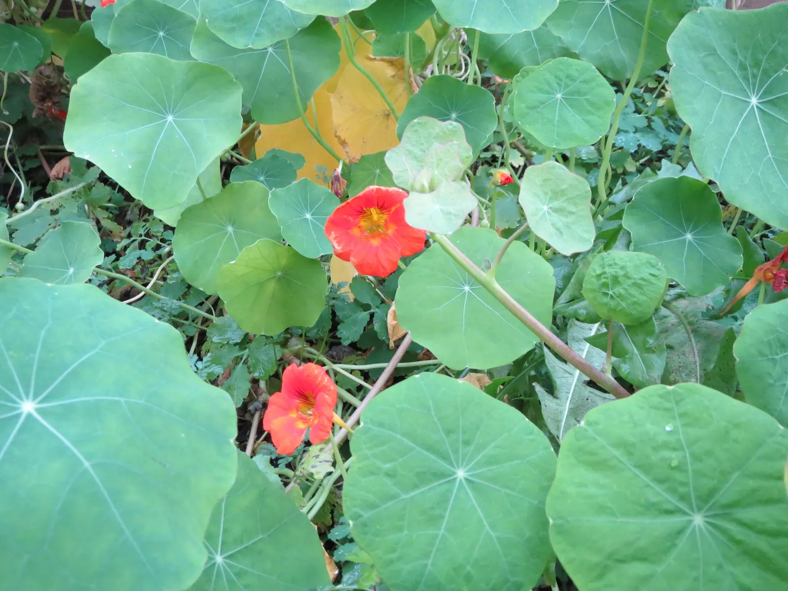 Garden Nasturtium (Tropaeolum Majus) — with its scientific name Tropaeolum majus; one notable feature is the foliage's peltate nature, image 43