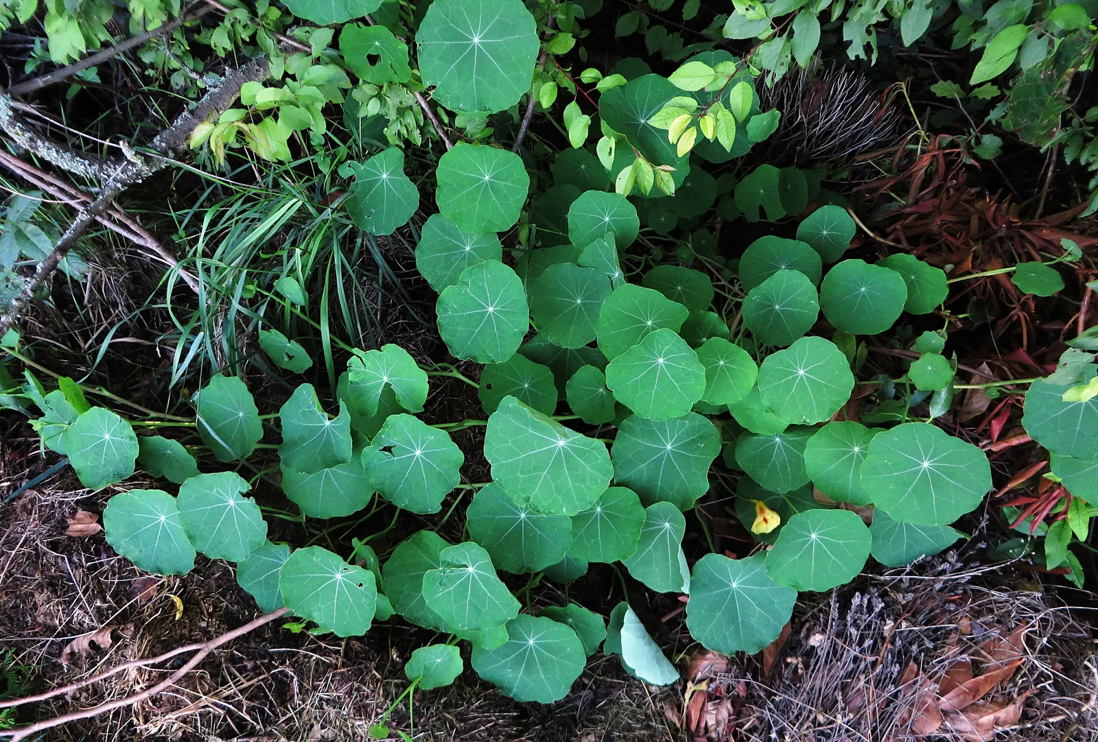 Garden Nasturtium (Tropaeolum Majus) — It is drought-tolerant once established, making it a low-maintenance option for busy gardeners; creating striking visual