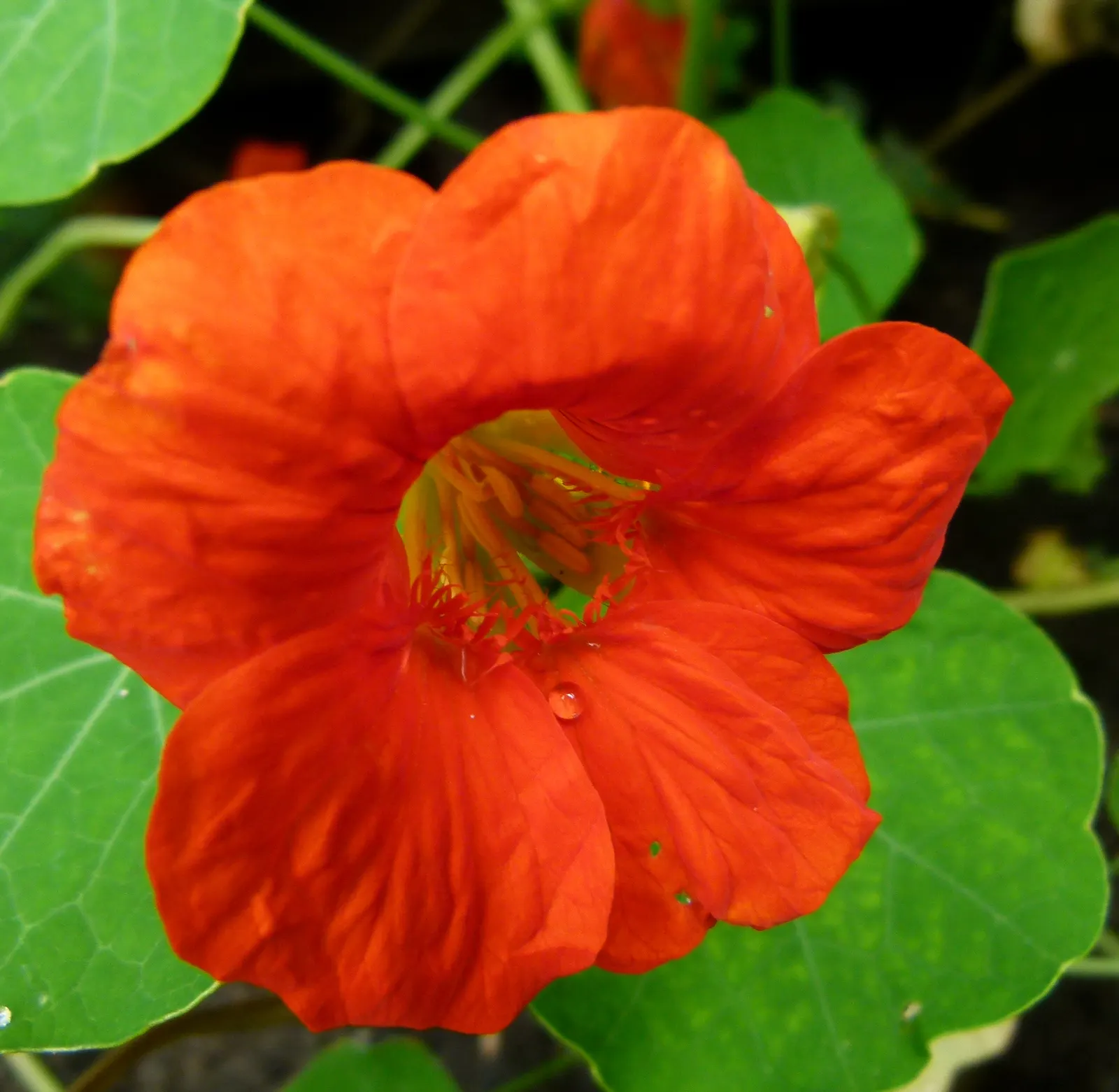 Garden Nasturtium (Tropaeolum Majus) — making them a delightful addition to salads or as garnishes; with the leaf stalk attached to the center of, image 73