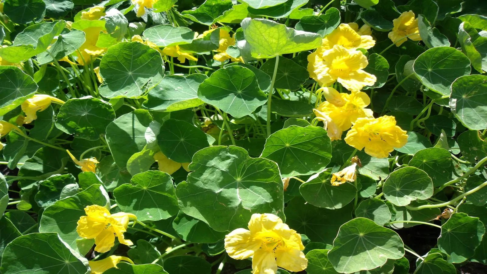 Garden Nasturtium (Tropaeolum Majus) — making them a delightful addition to salads or as garnishes; with the leaf stalk attached to the center of, image 54