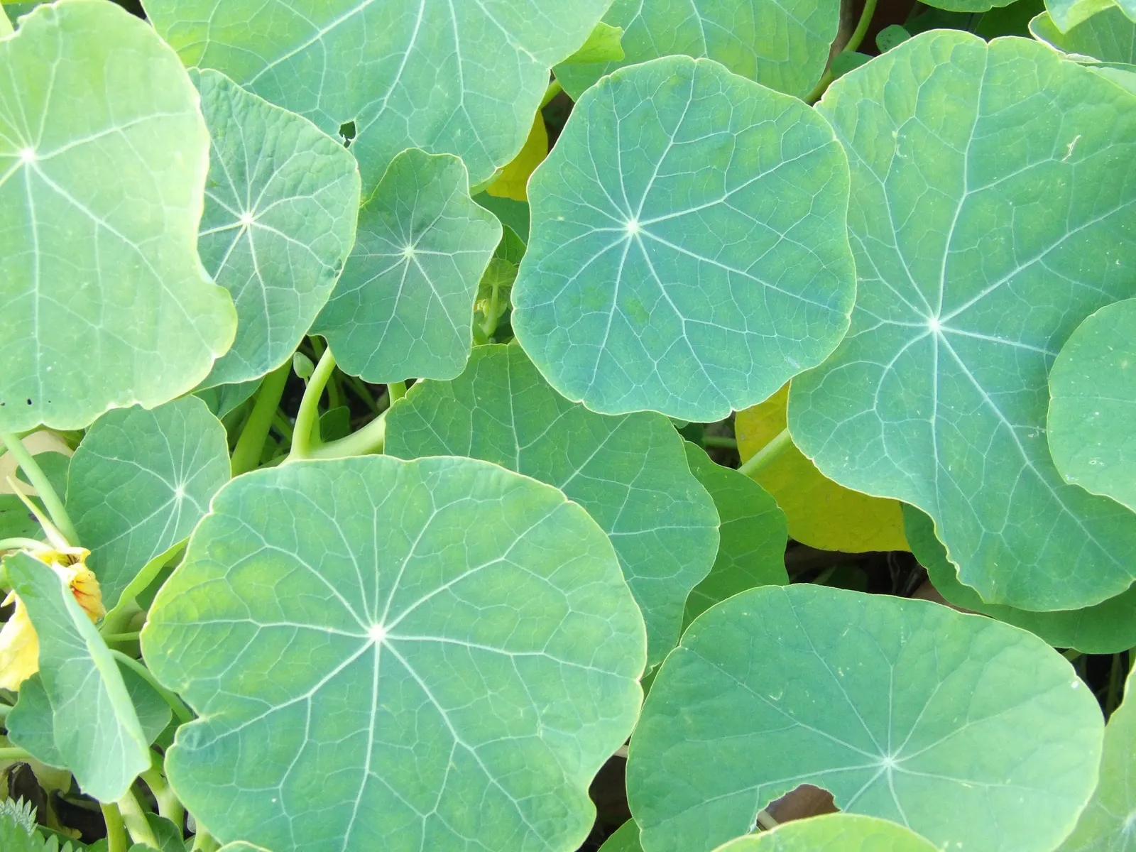 Garden Nasturtium (Tropaeolum Majus) — its trailing varieties can cascade over edges; preferring full sun to partial shade and well-draining soil, image 85