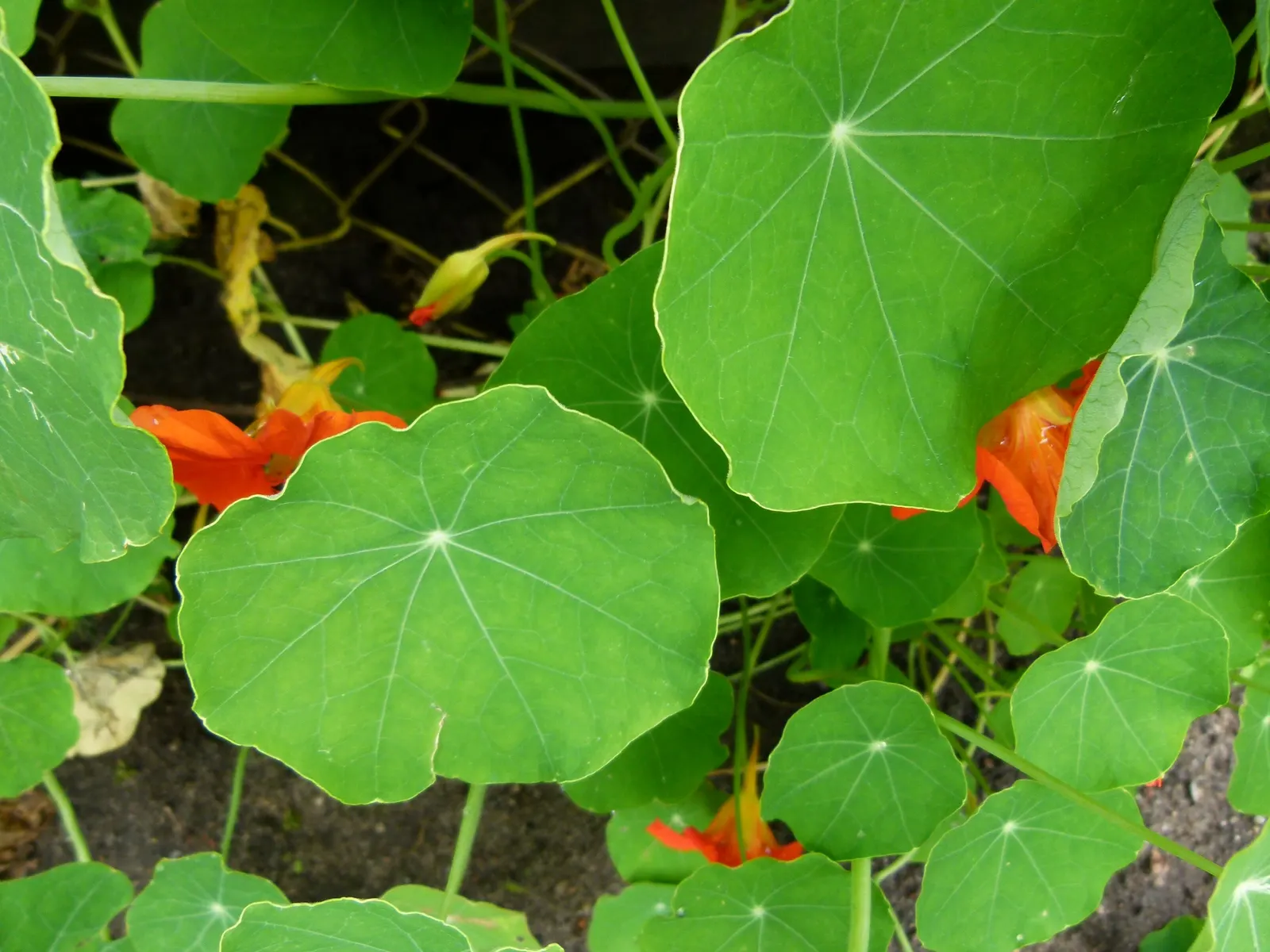Garden Nasturtium (Tropaeolum Majus) — The leaves of the Nasturtium are nearly as round as its blossoms; multi-colored and orange flowers in the, image 87